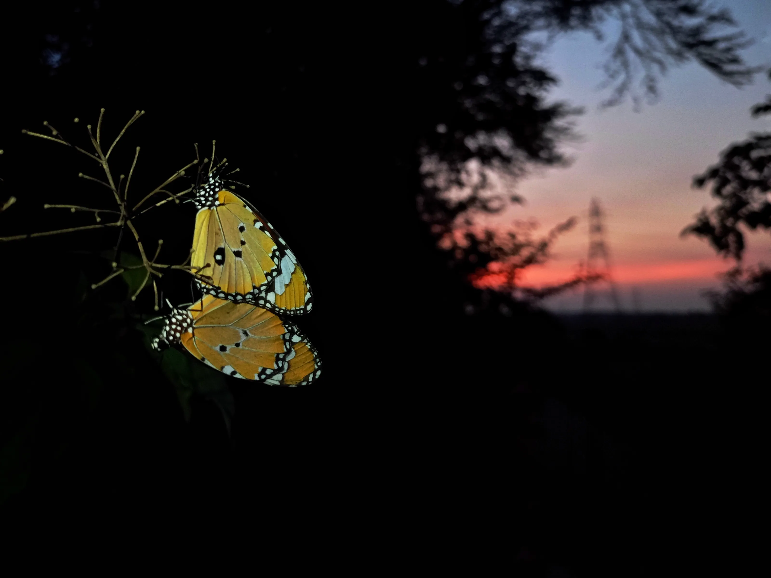 Beauty of love at dusk