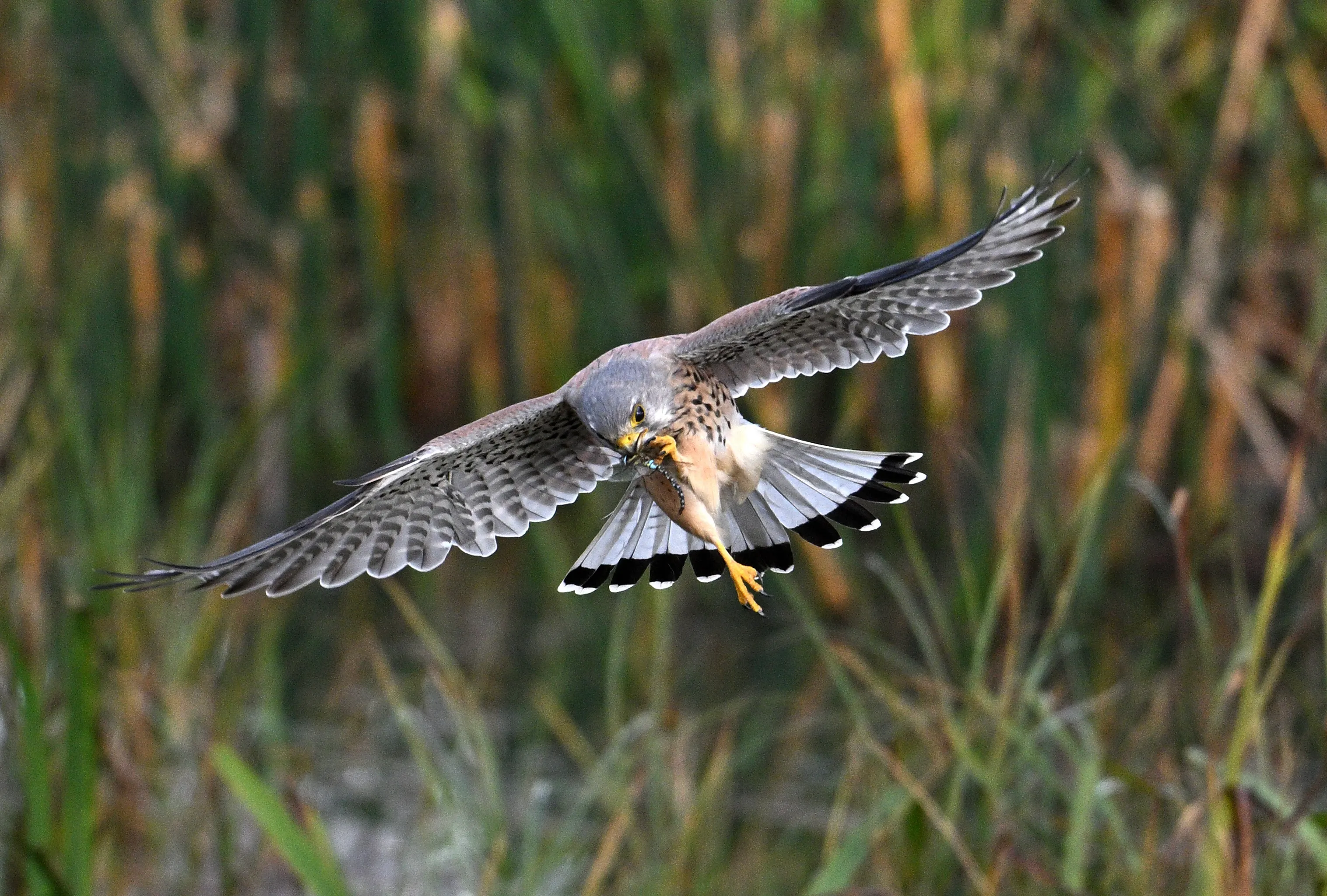 Kestrel hunting Dragonflies