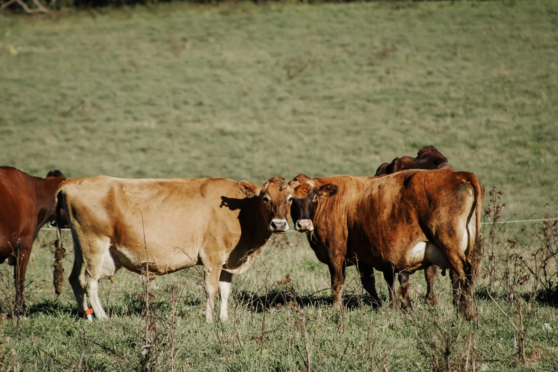 Cows in the pasture