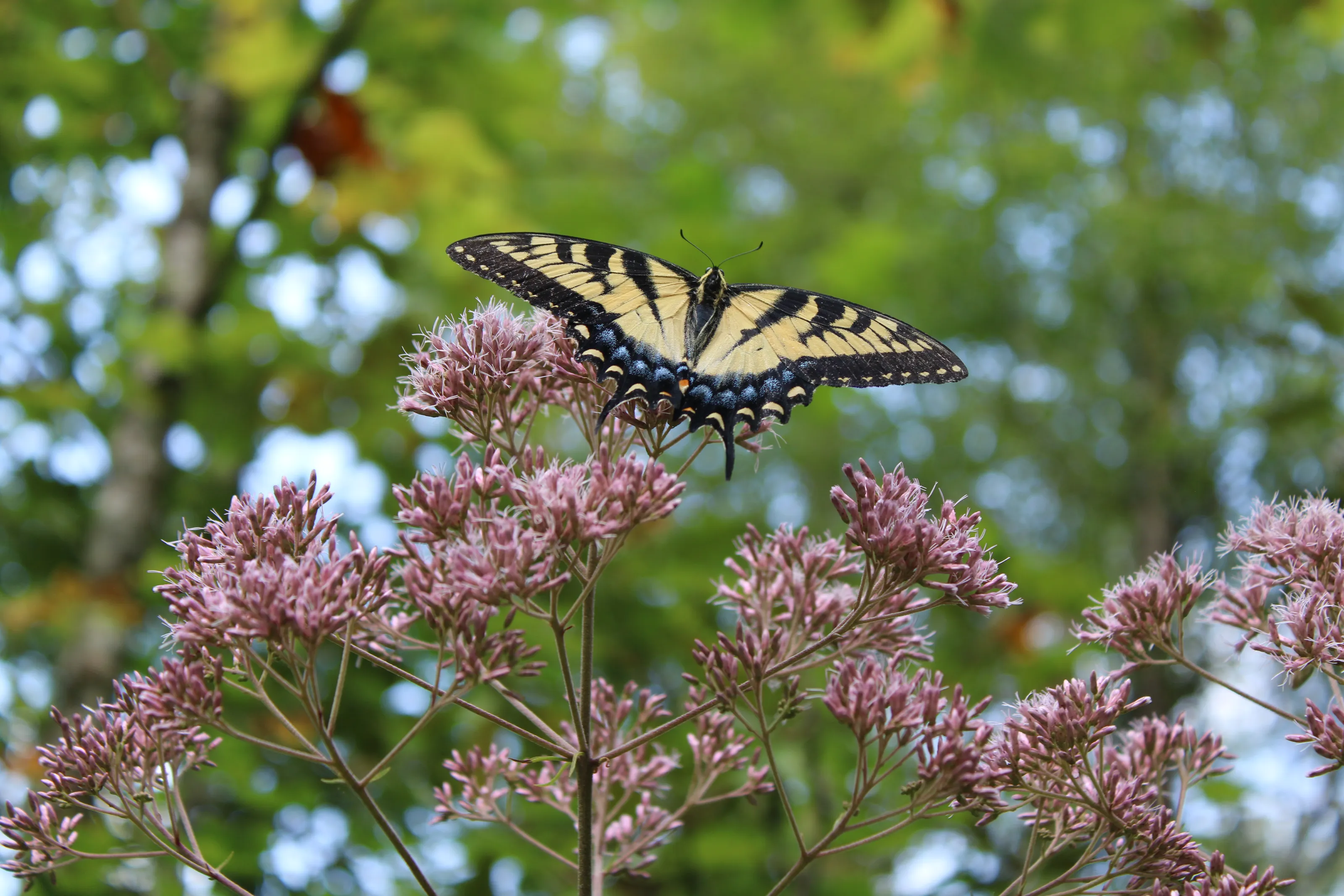 Swallowtail Butterfly in Helen, GA