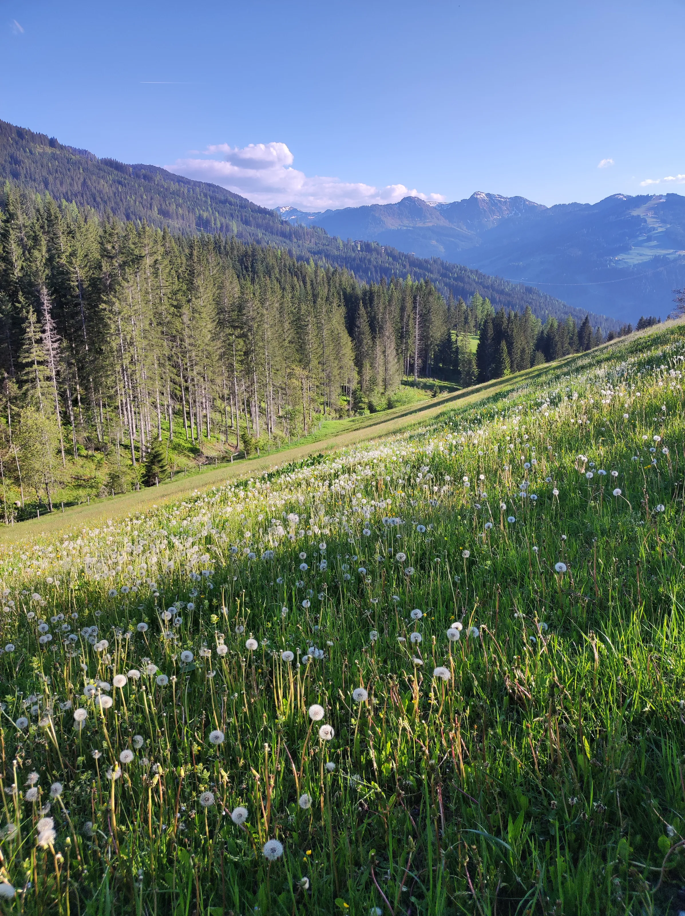 Alpine sloped meadow with puffball dandelions