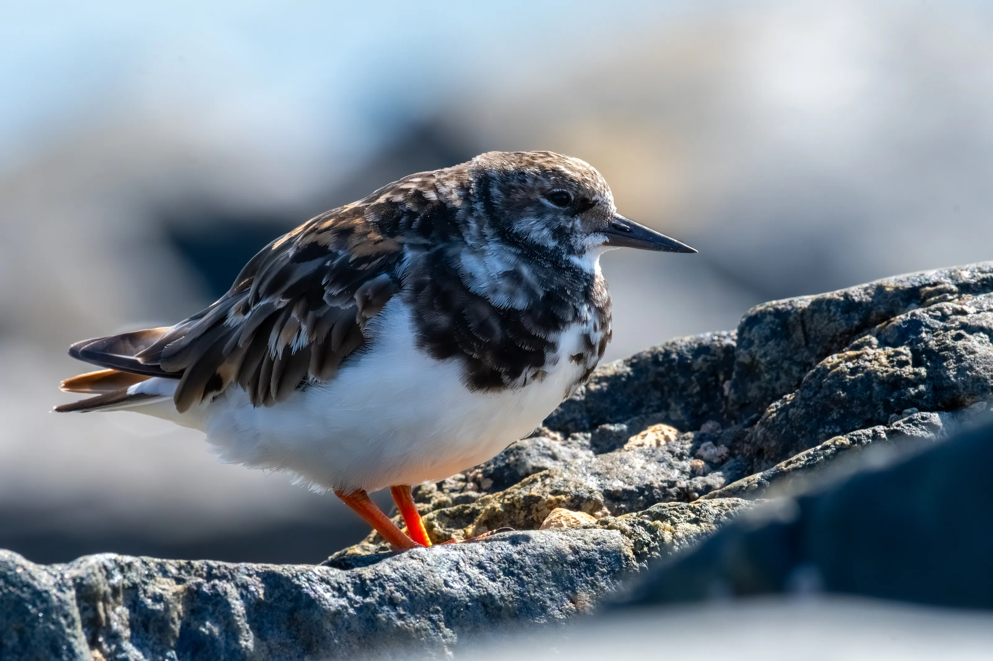 Turnstone.