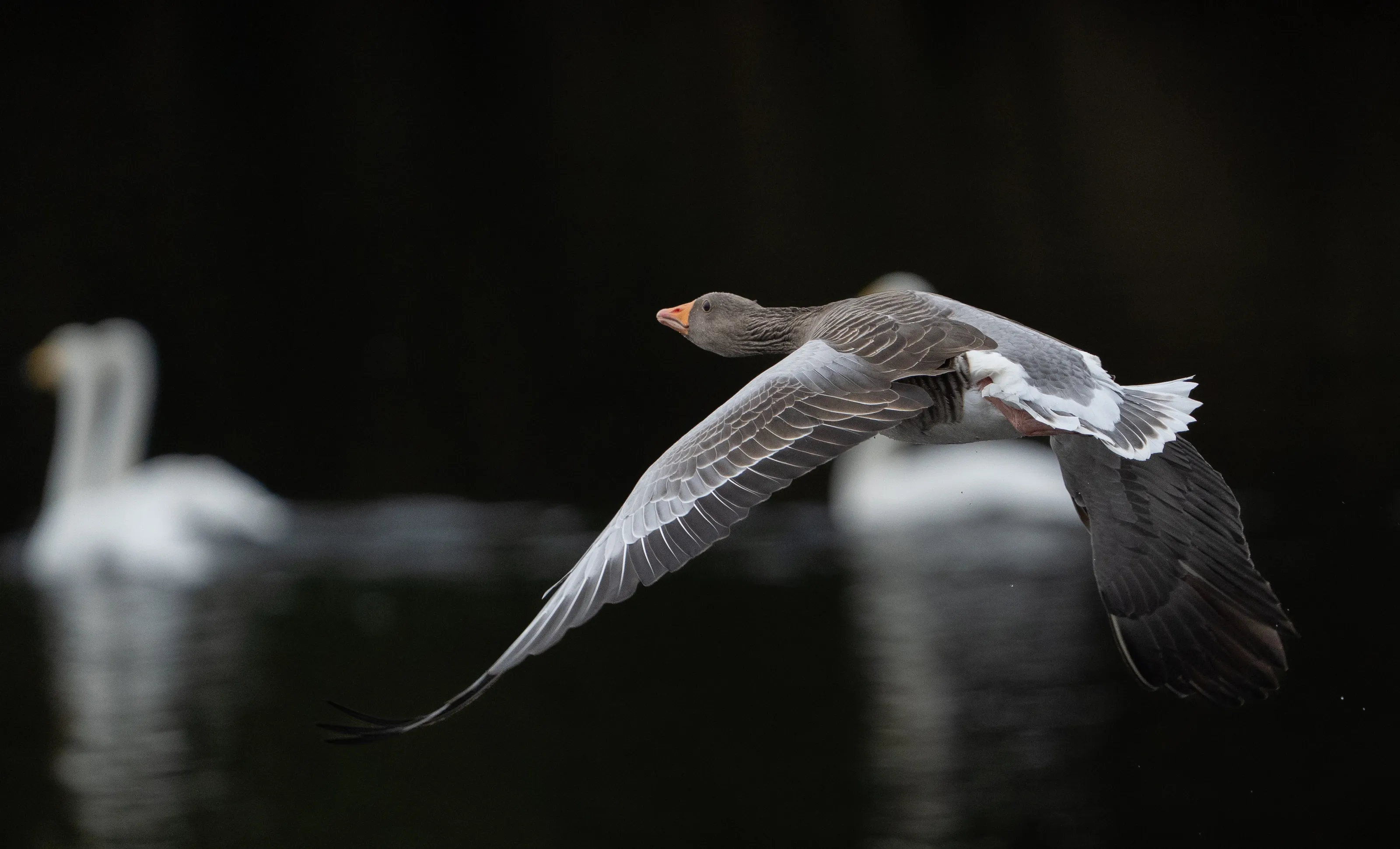 Migration