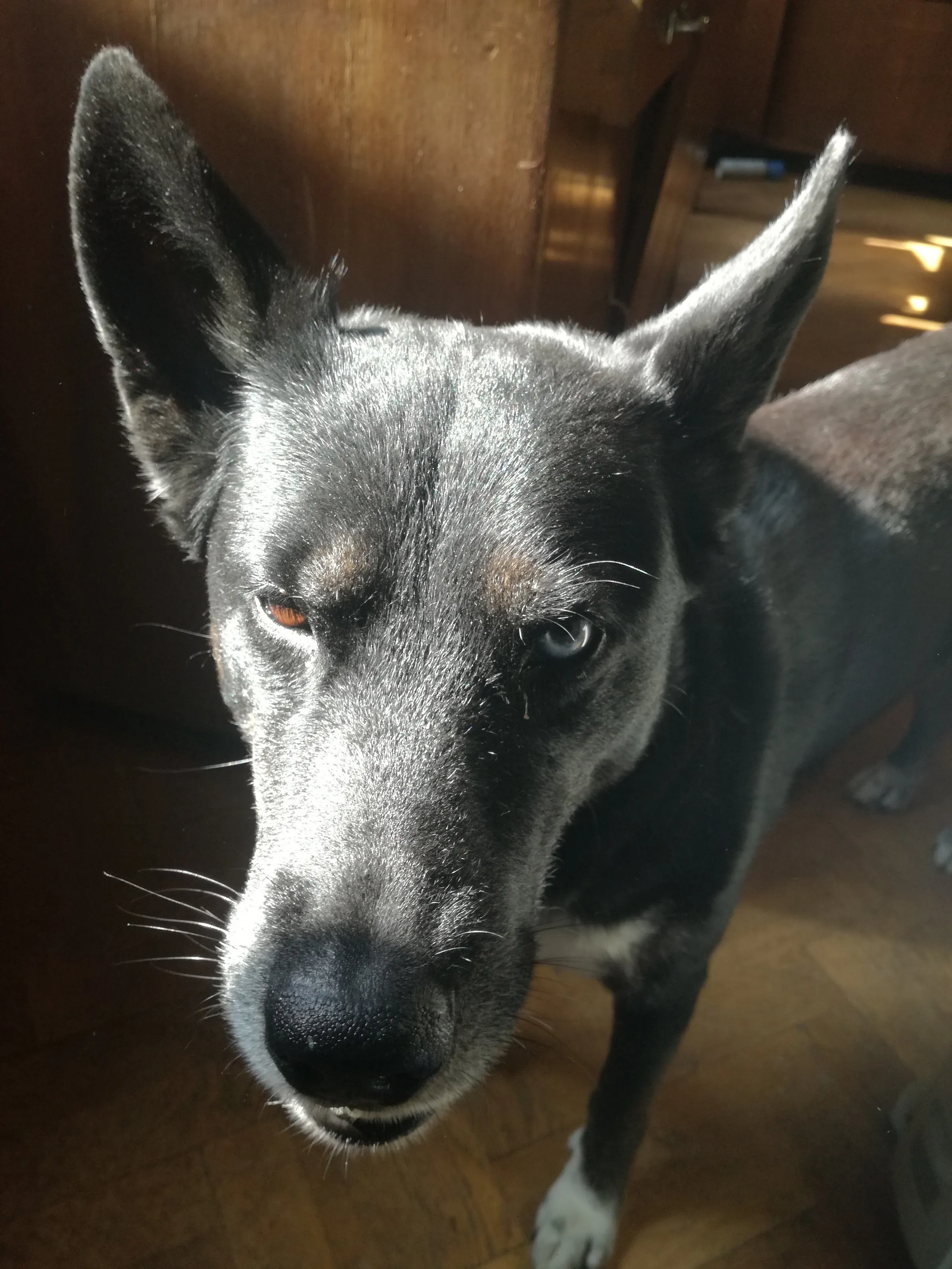 Zulu The Dog