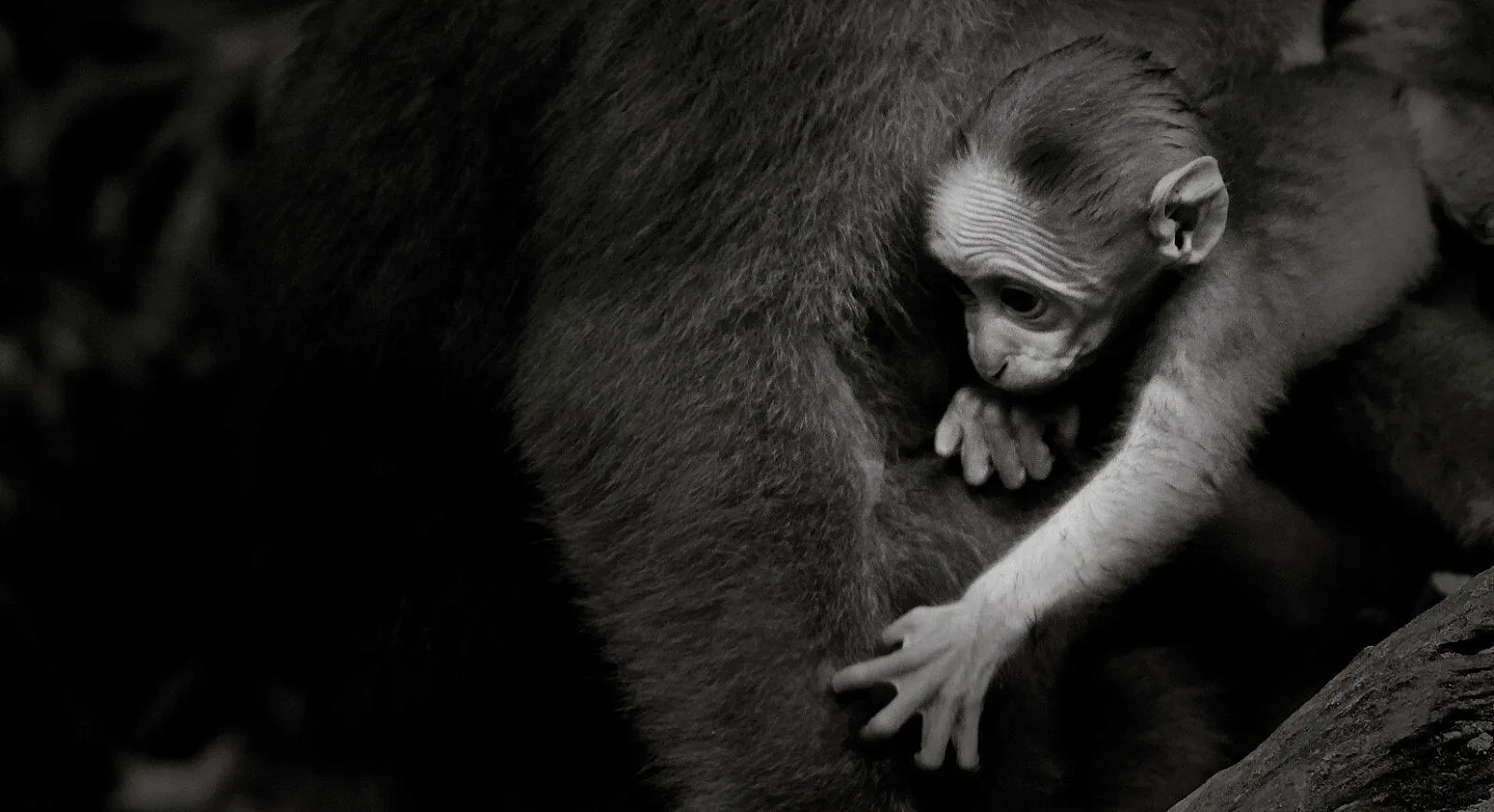 Even at a tender age, our reach exceeds the world we're in.This little guy is no different!!