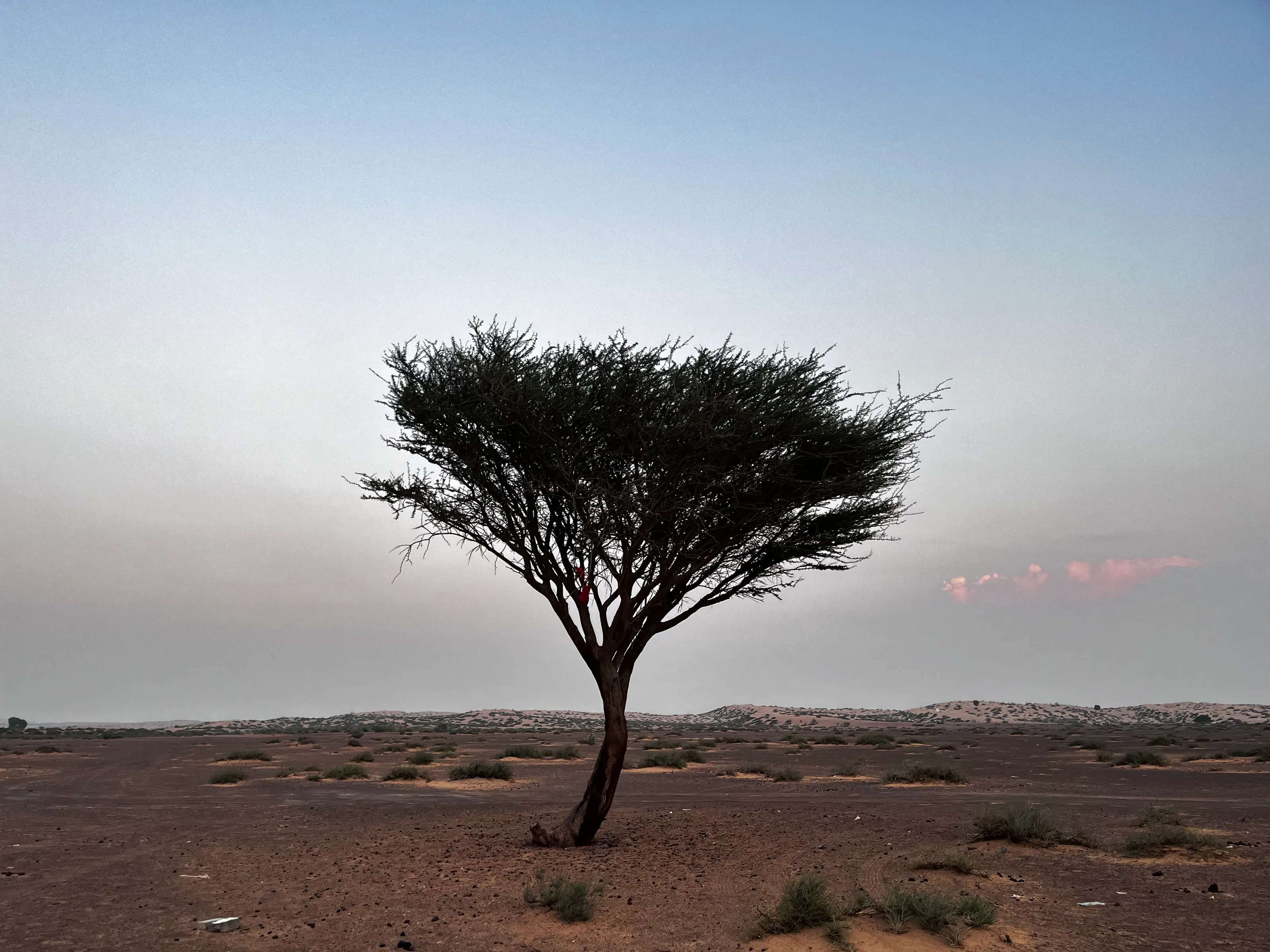 Tree in nowhere