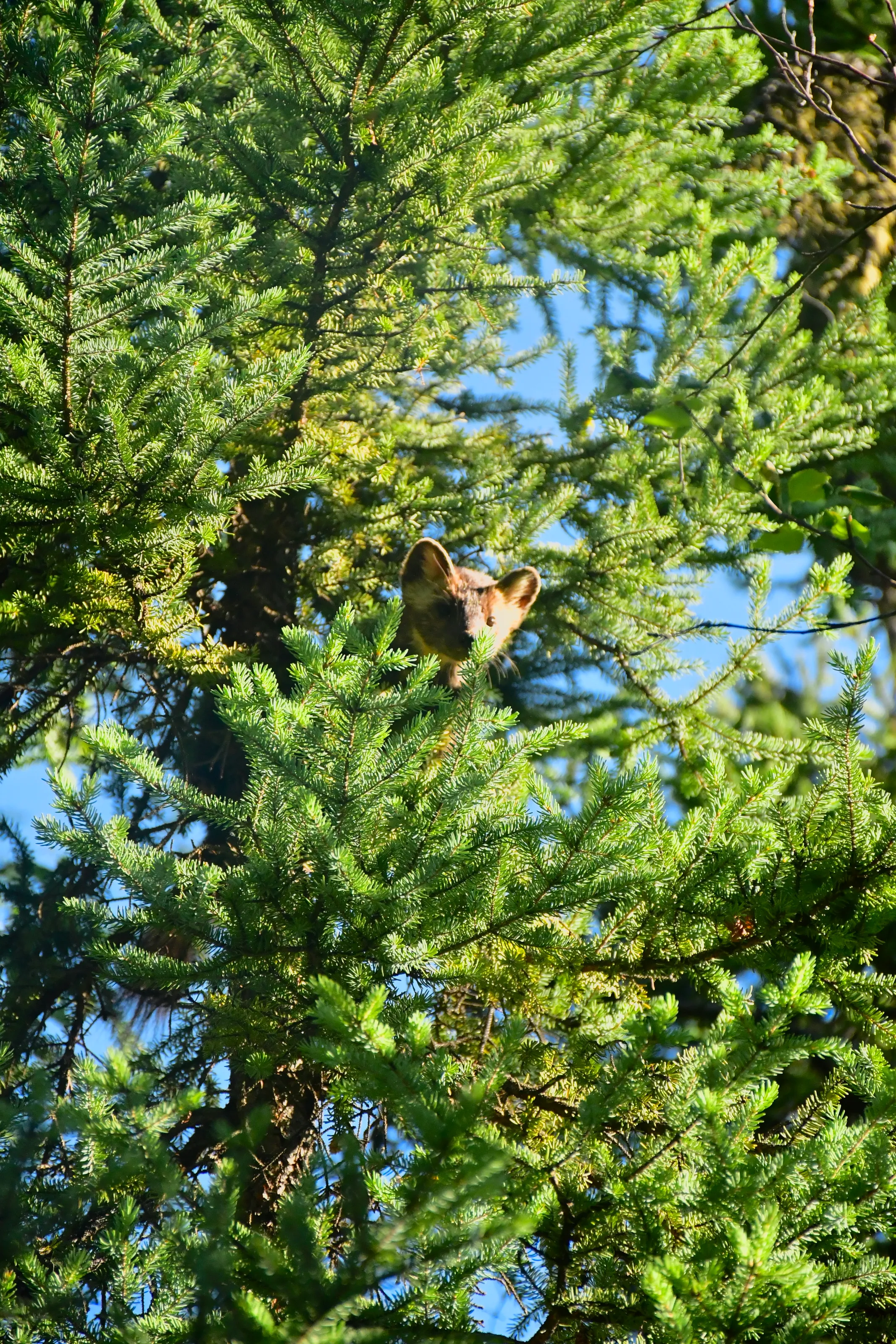 Spruce tree in Alaska, occupied by Marten