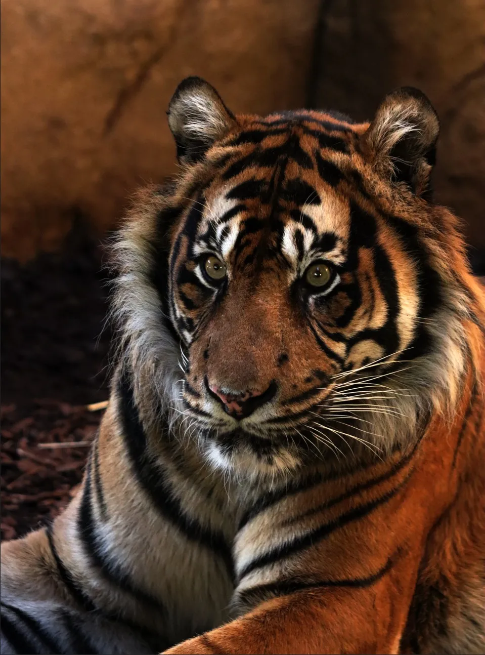 Tiger - majesty of the wild
