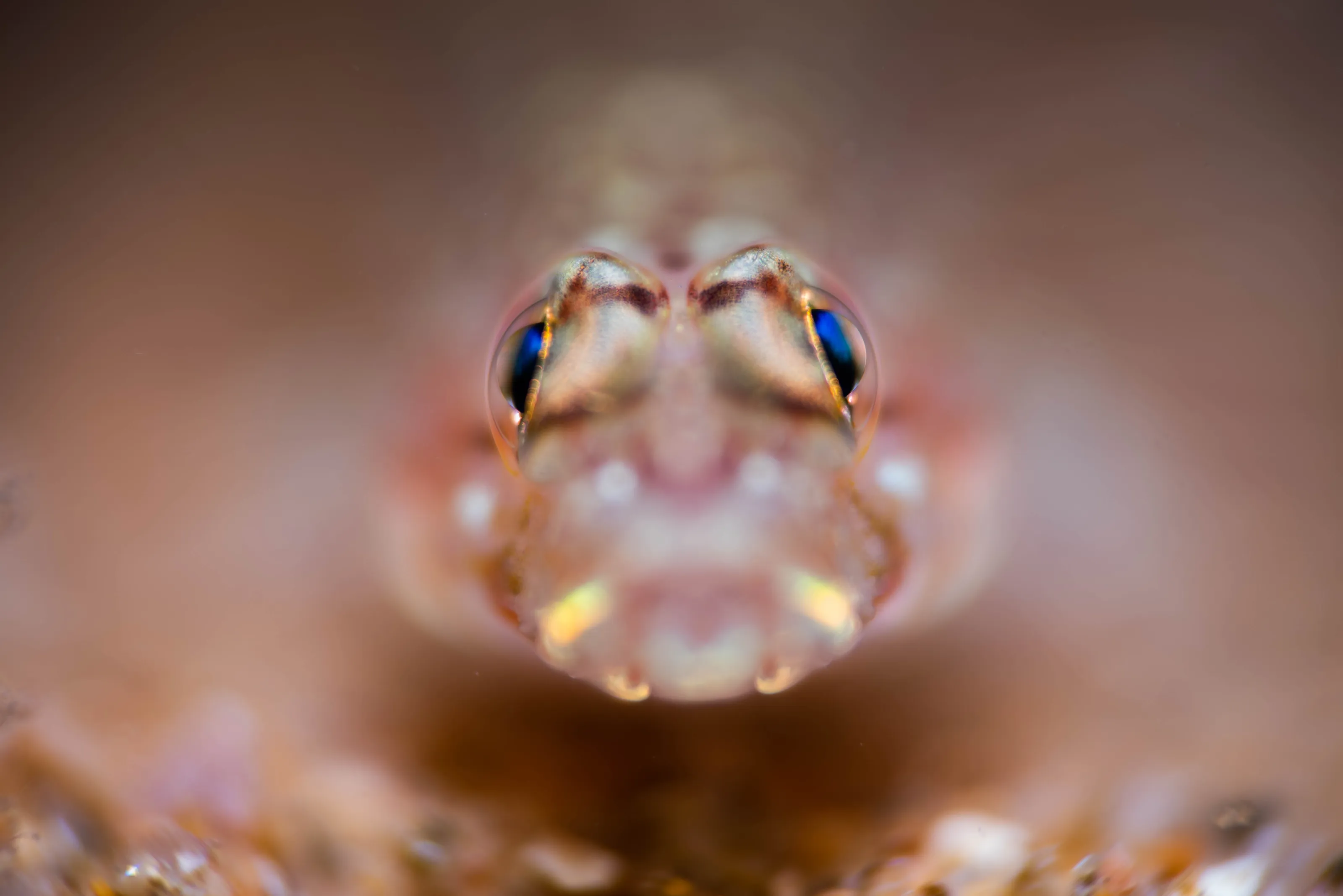 Gobius portrait