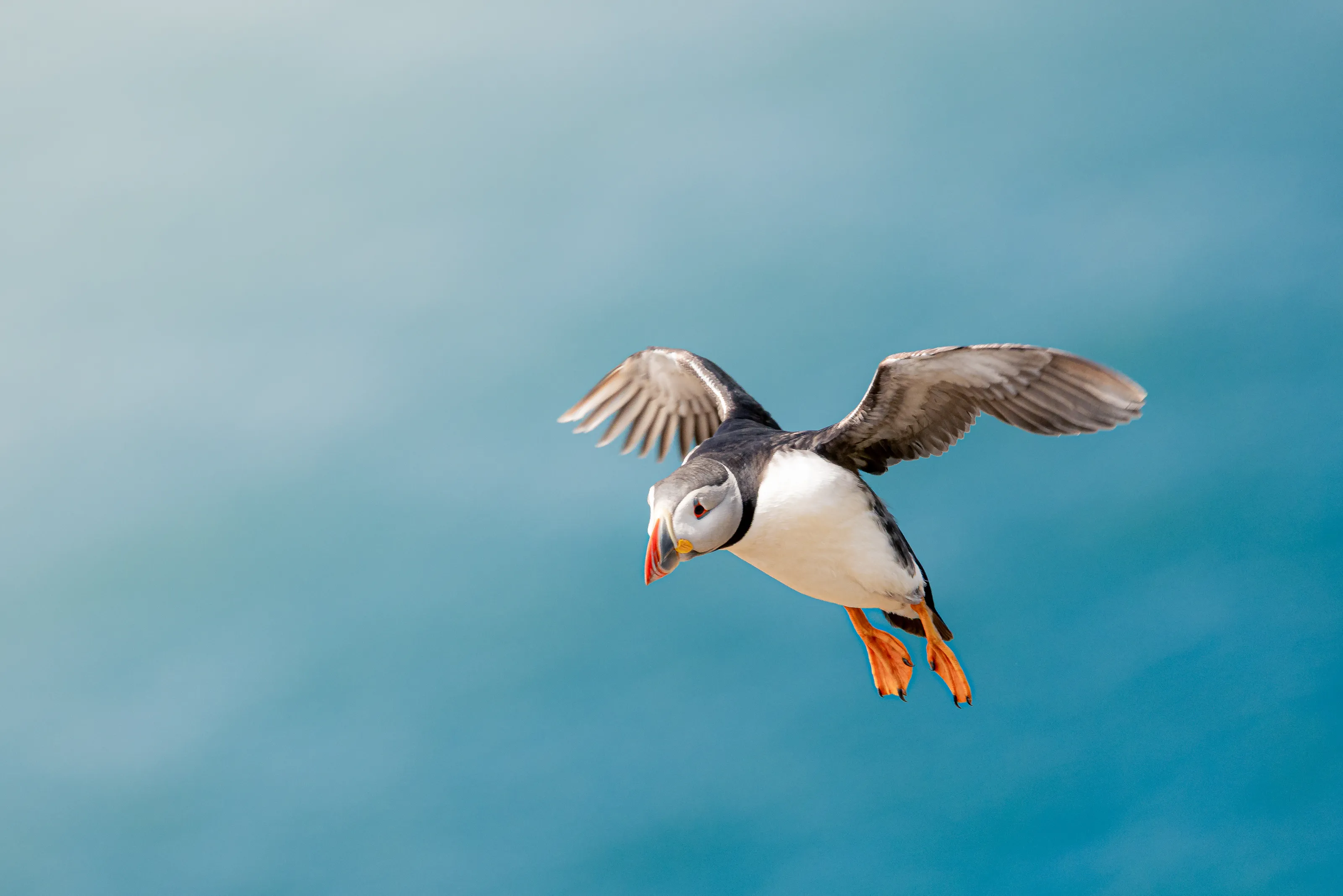 Puffin incoming