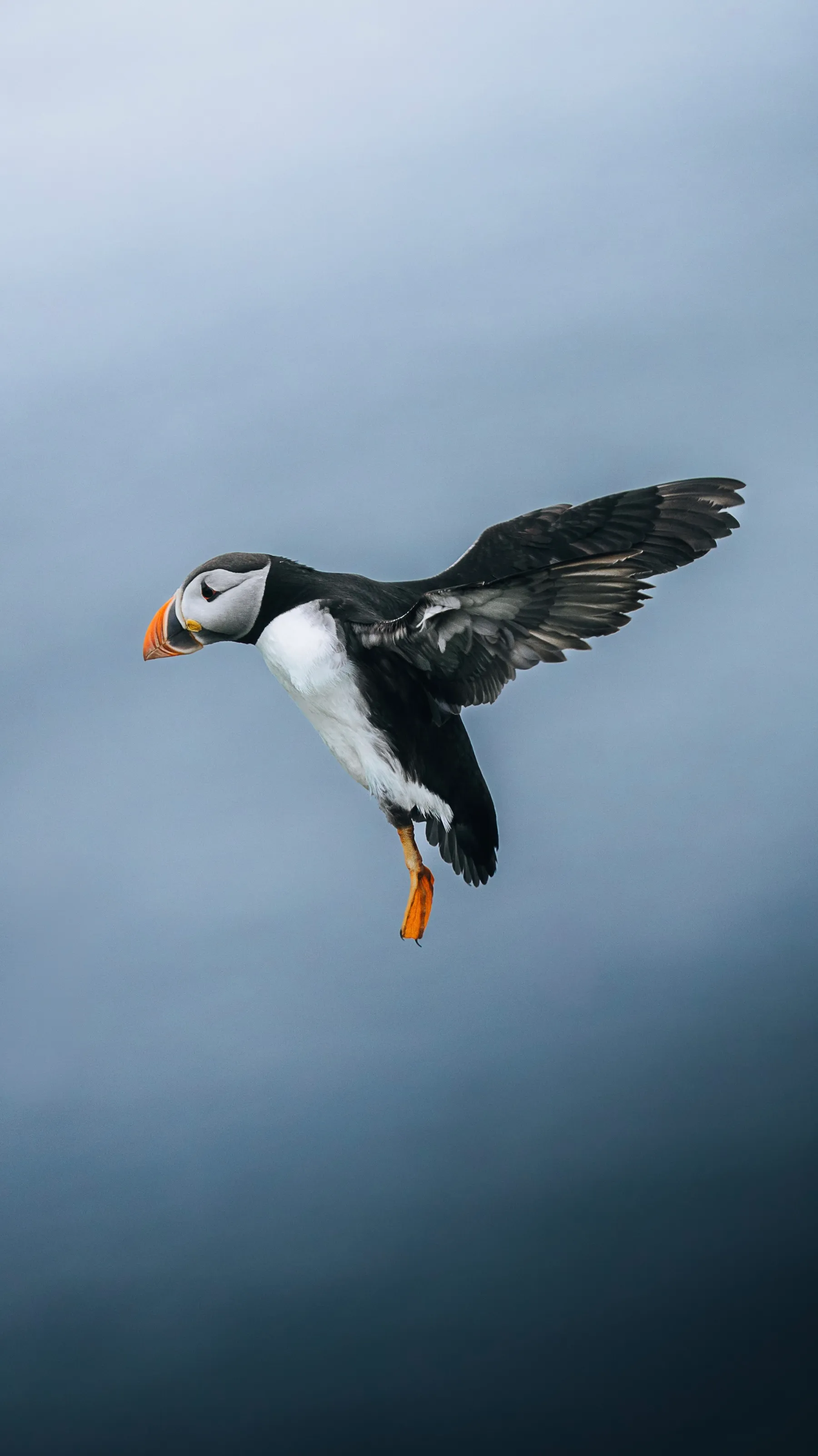 Puffin landing