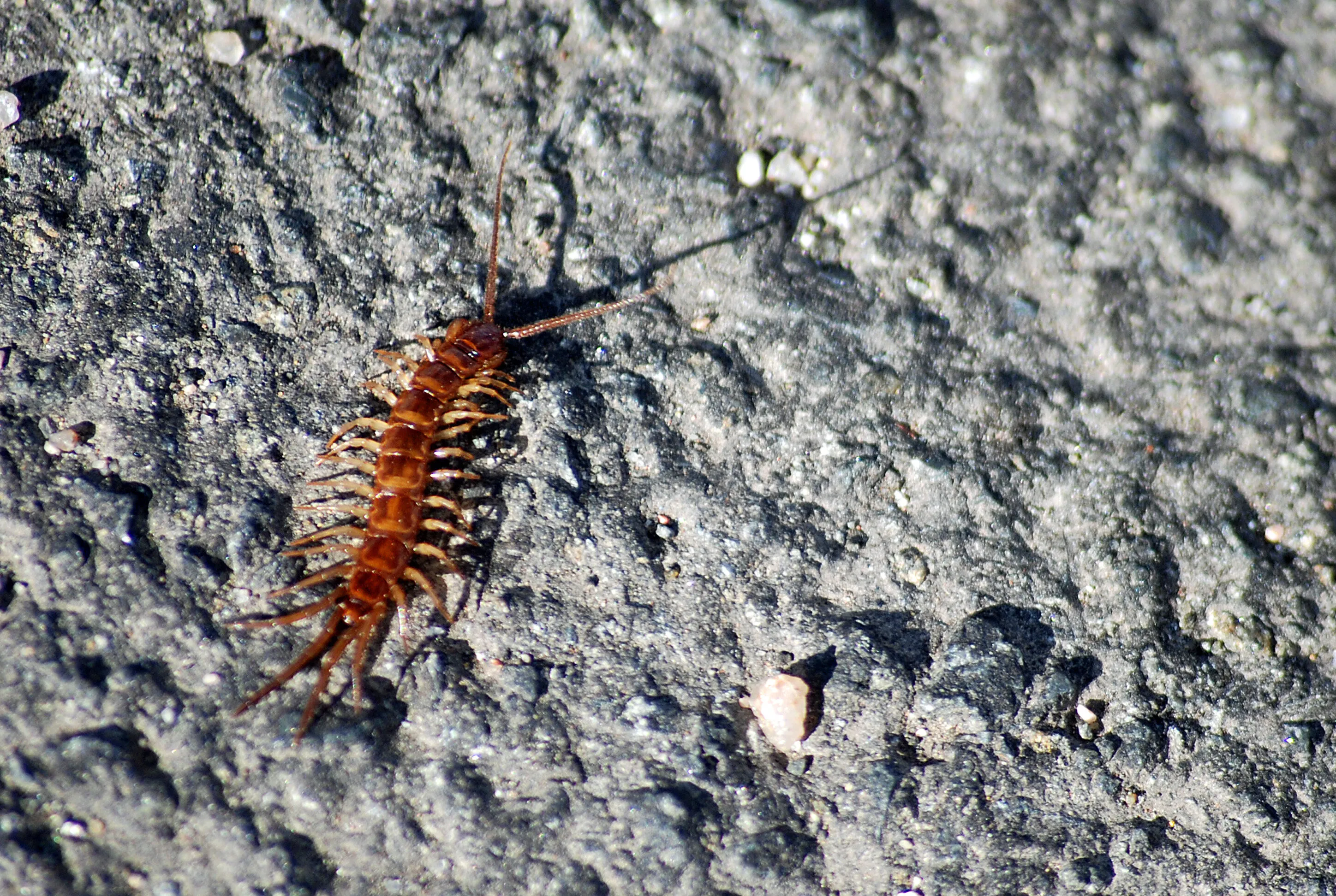 Creepy Crawly