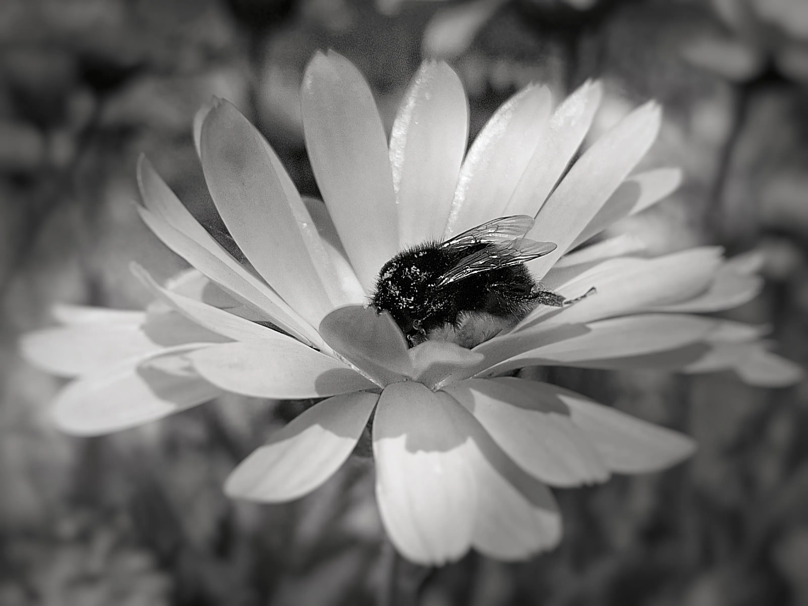 Insects in Black and White