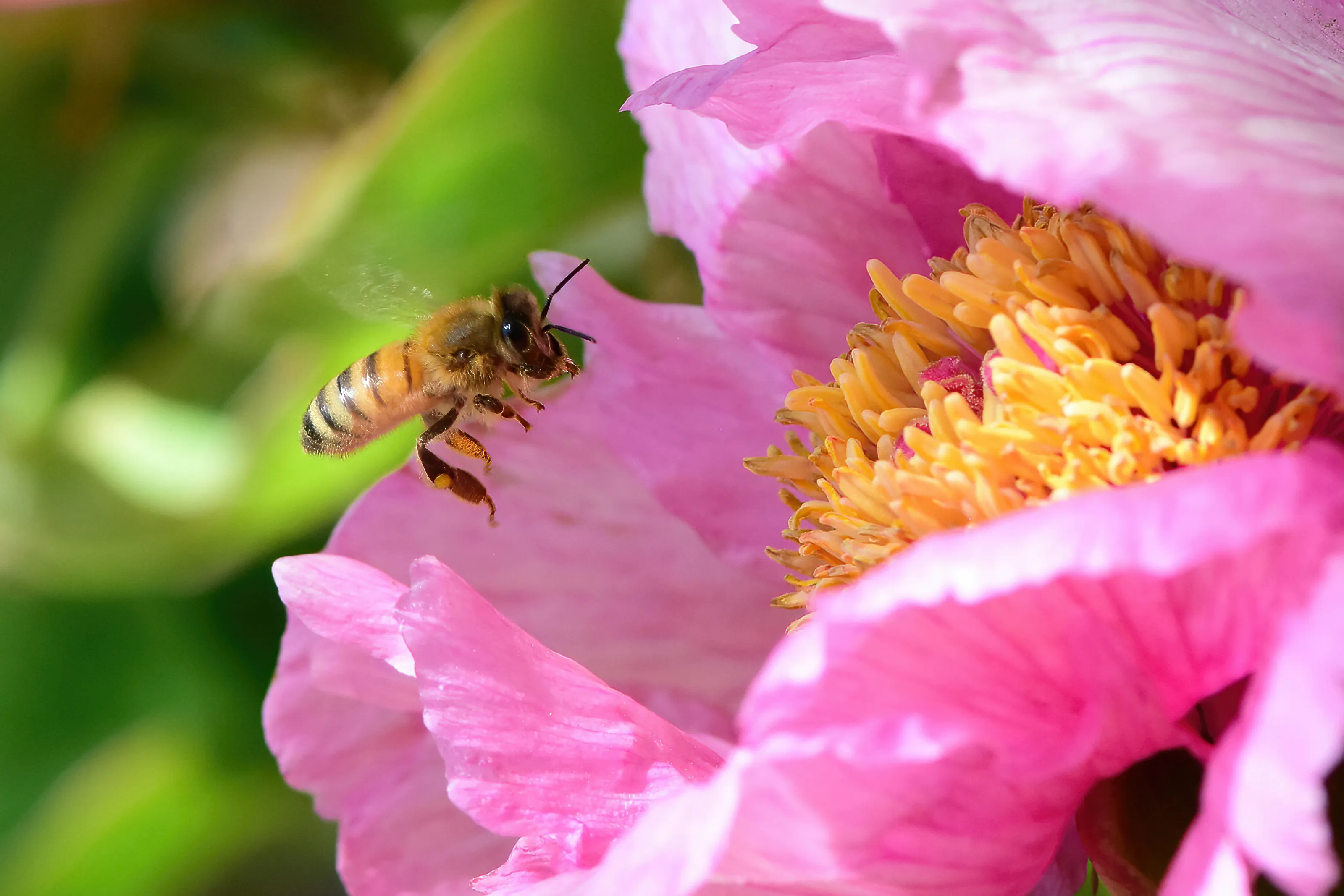 Pollinators on Flowers (in colour)