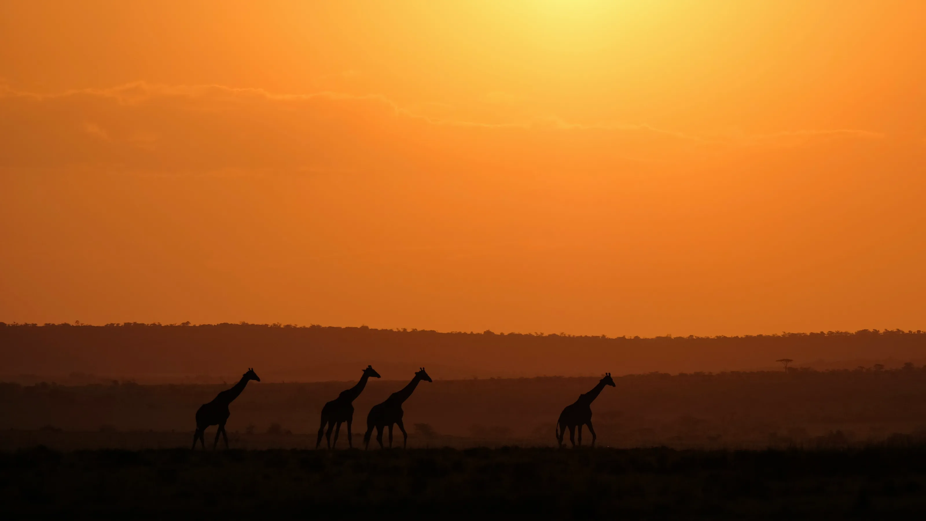 Giraffes after sunrise