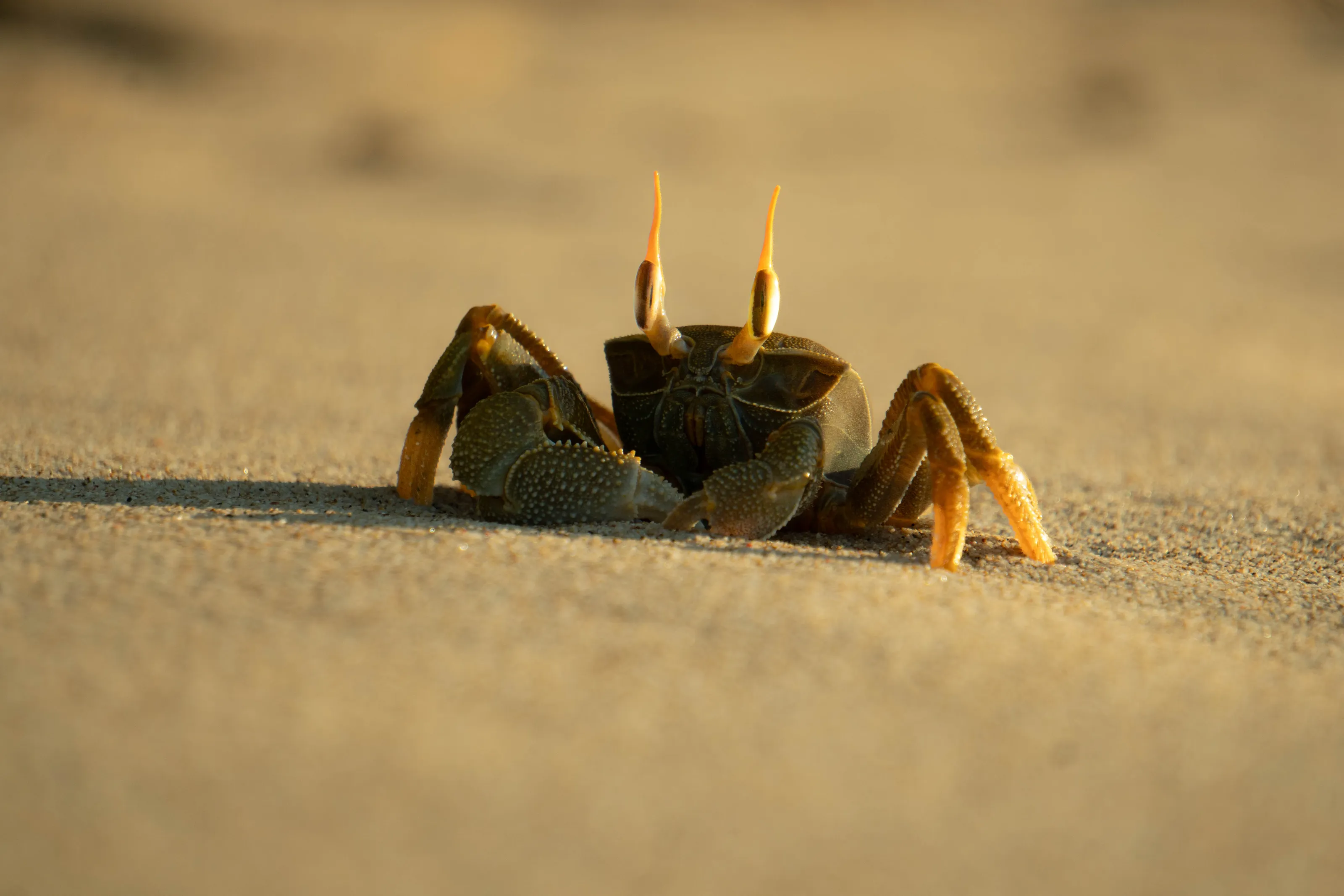 antennae
