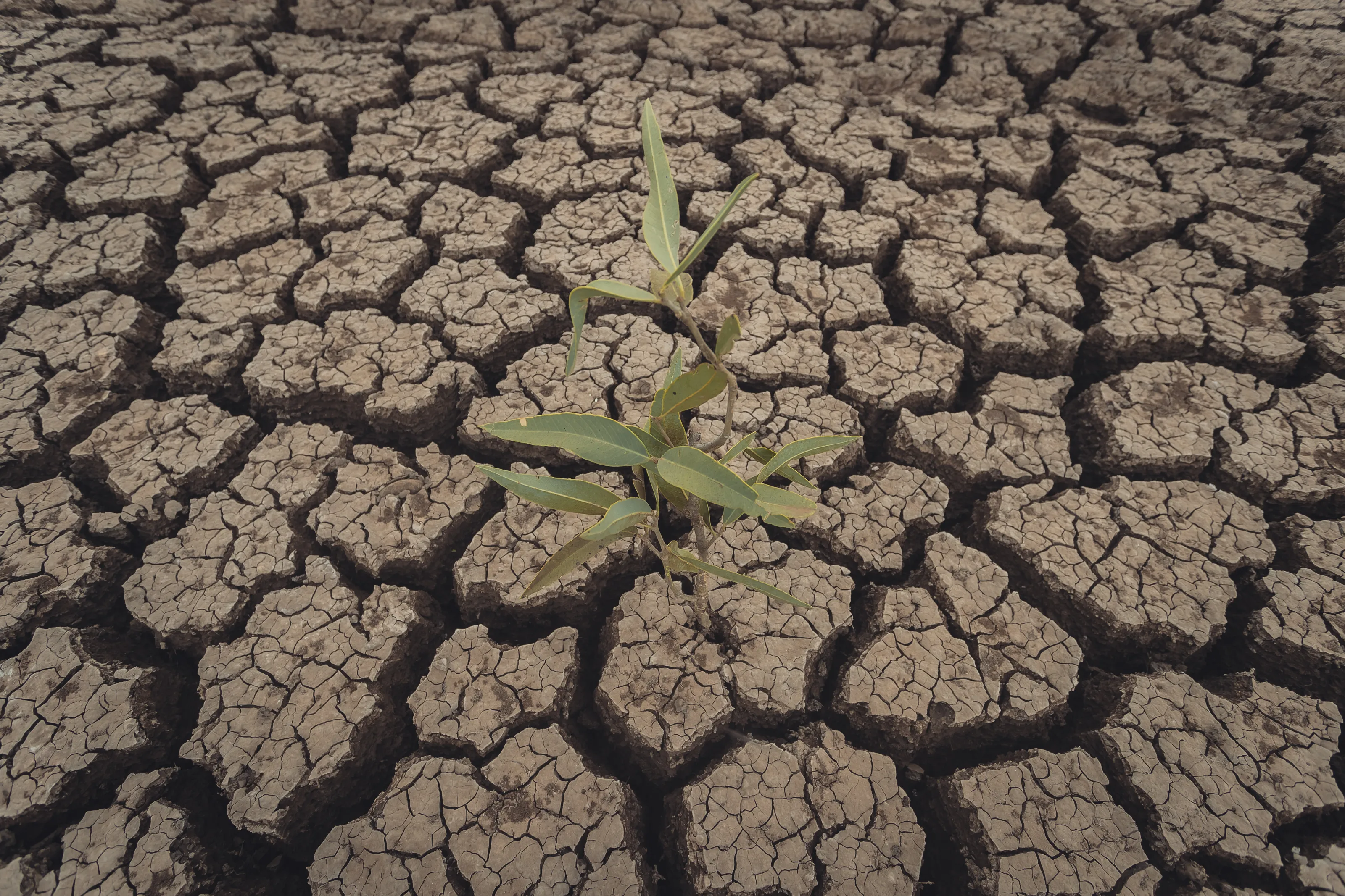 Roots of Hope