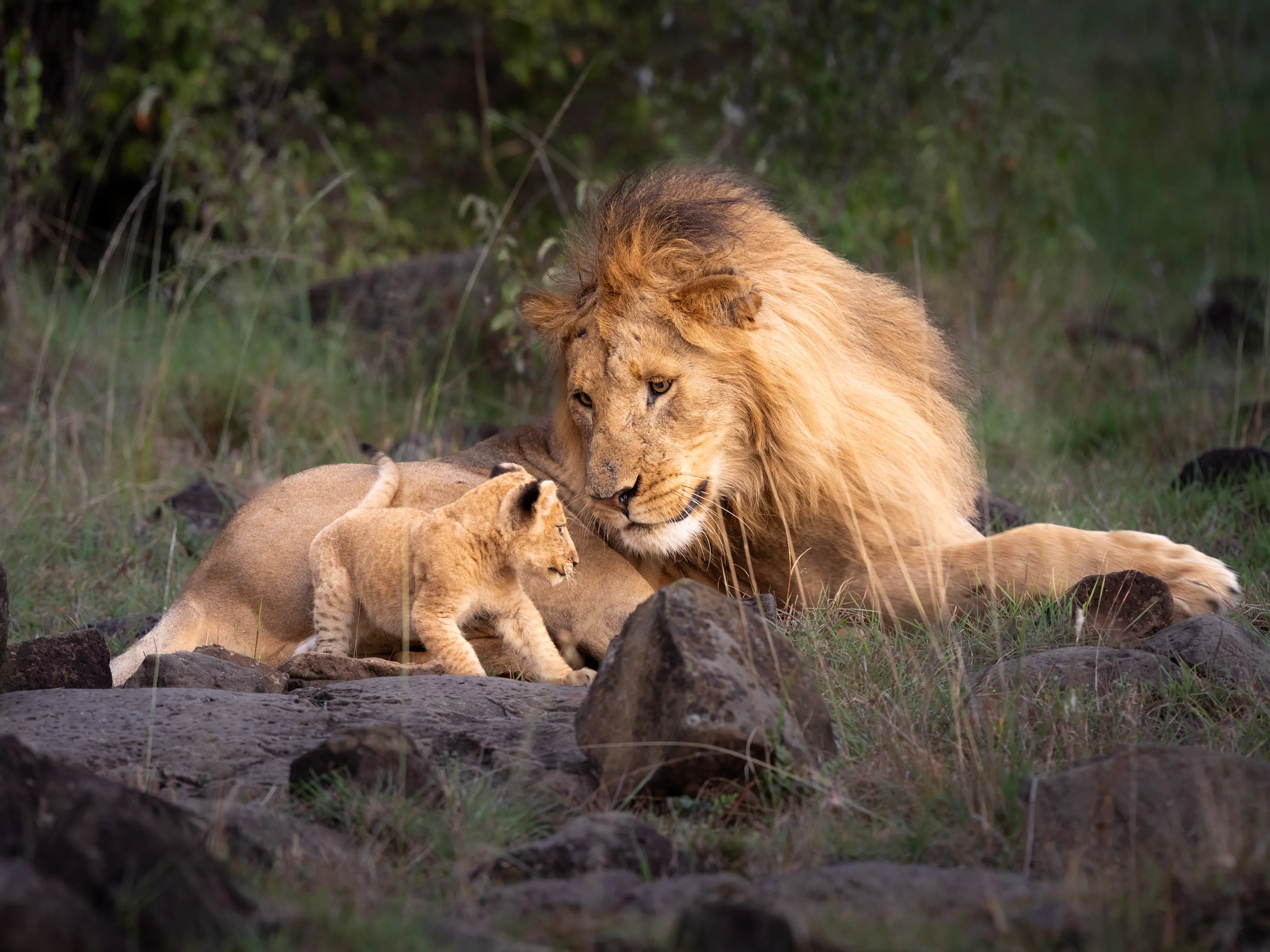 Teasing the big male