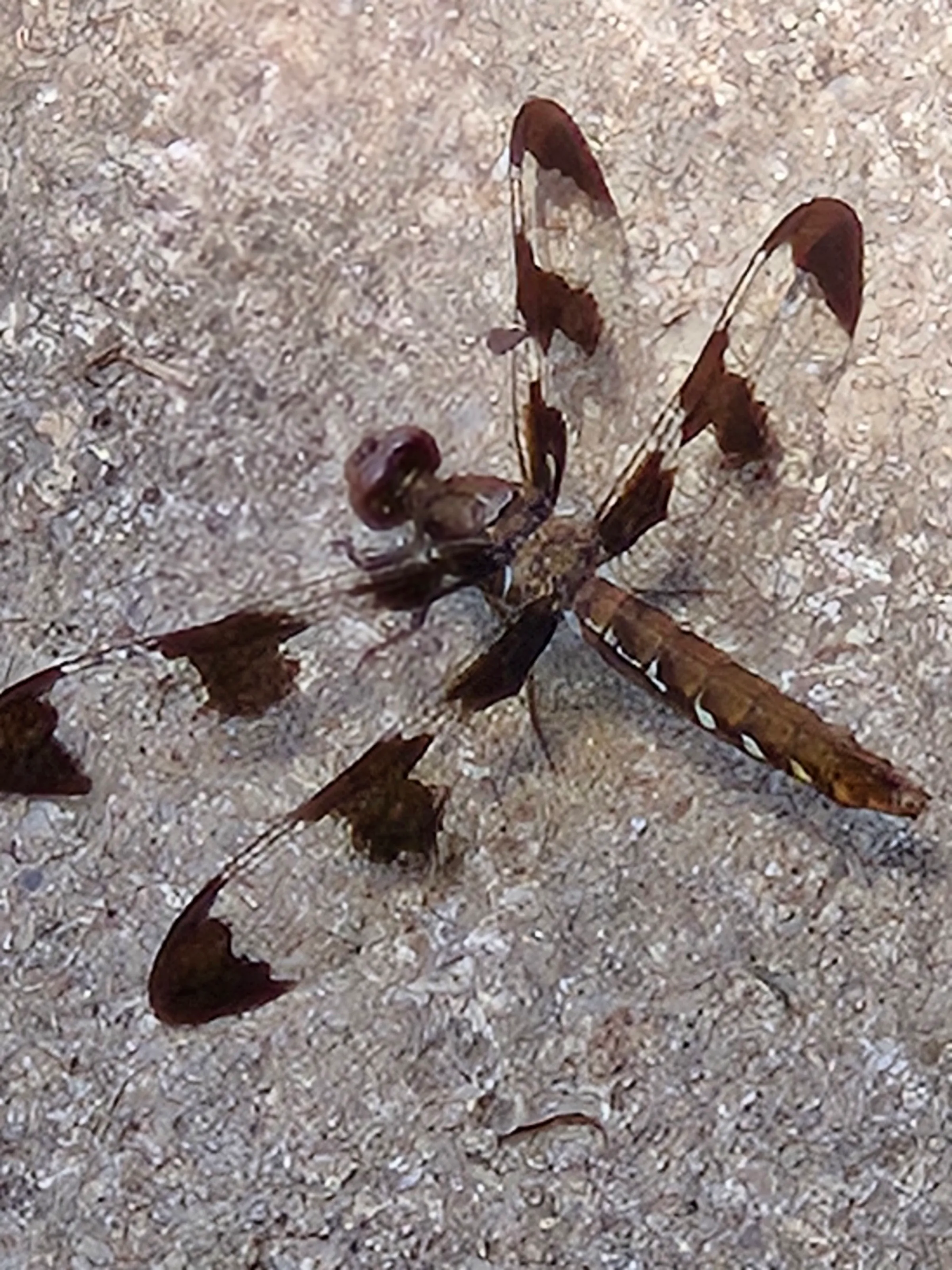 Dragonfly