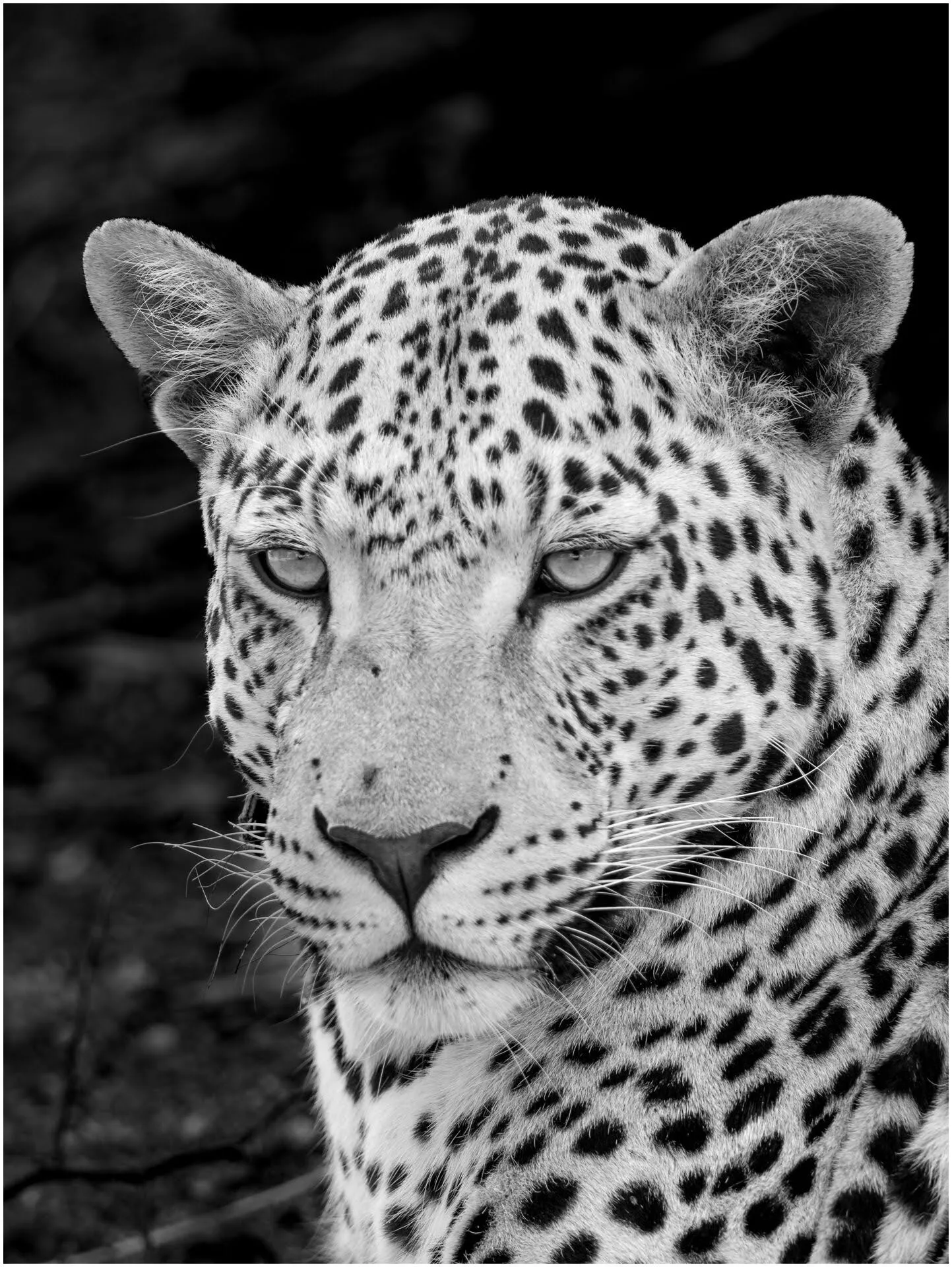Leopard is waiting for us