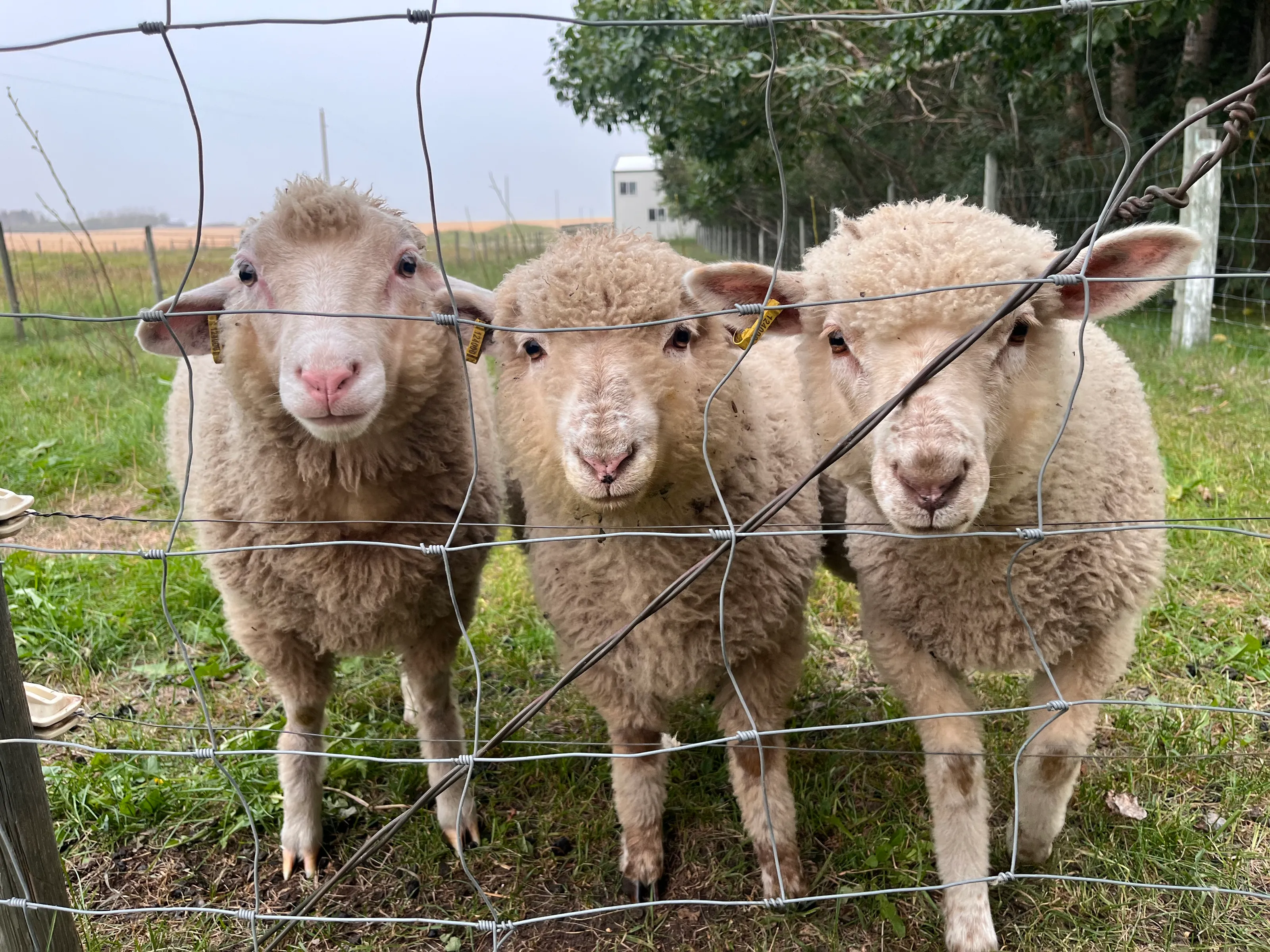 Nash, Nanton, and Nina