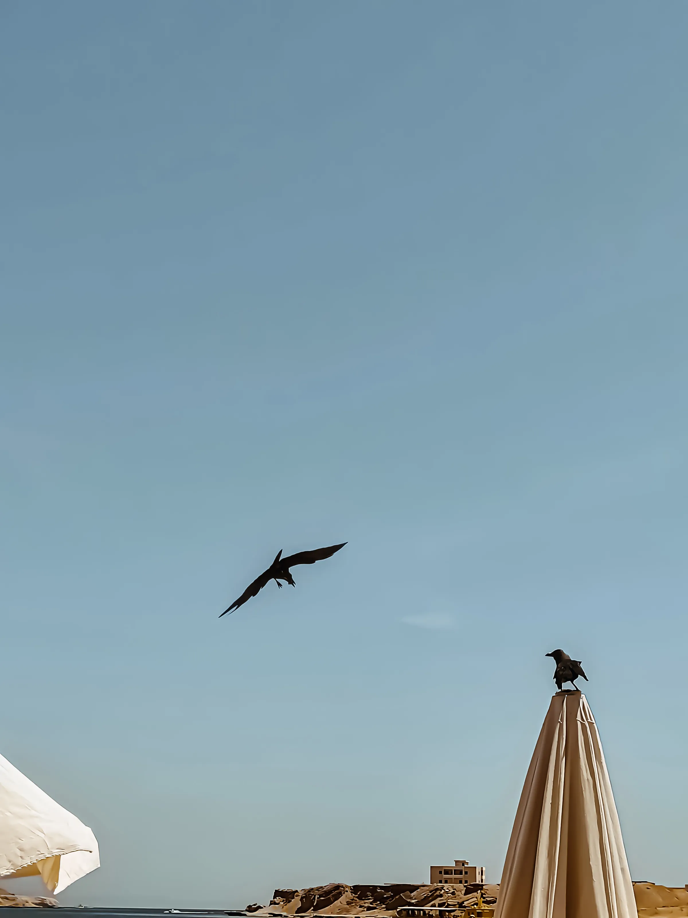 Freedom