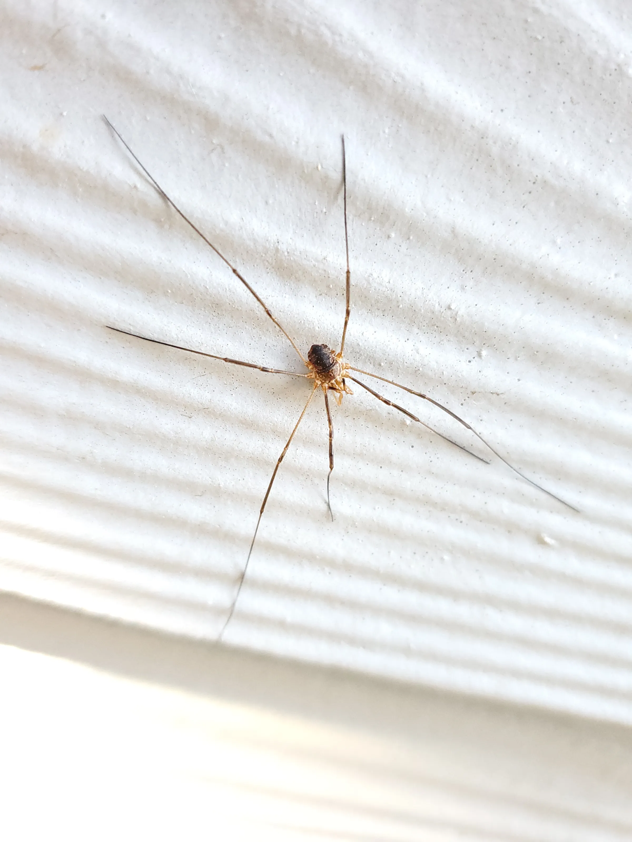 Long legs!