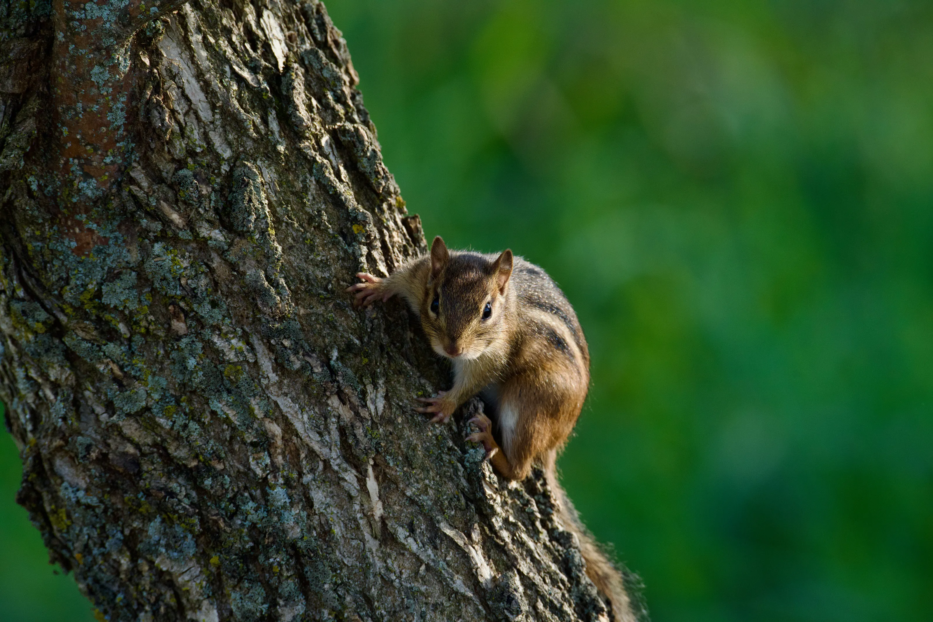 Chippy