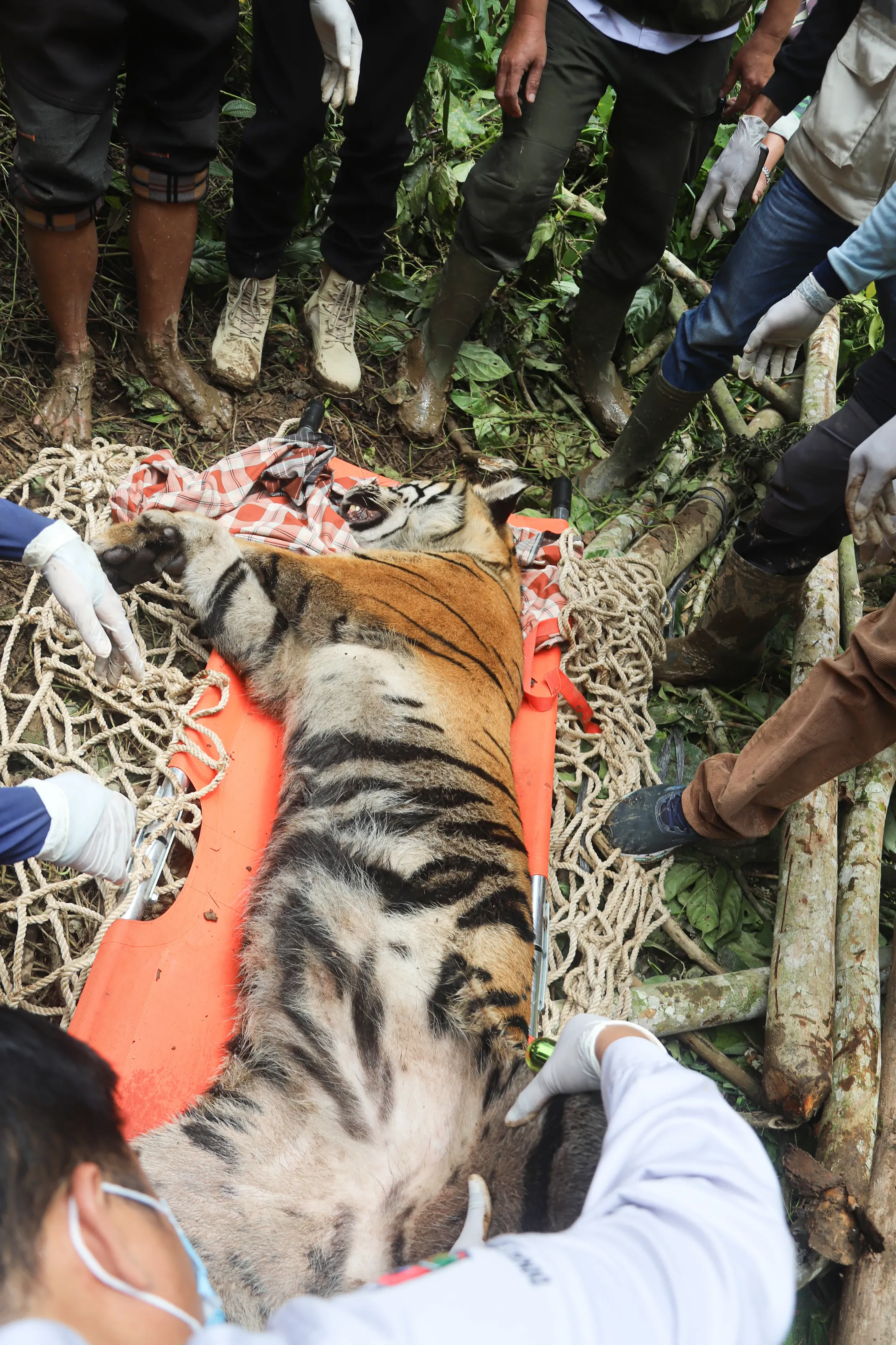 Saving Indonesia's Last Tiger