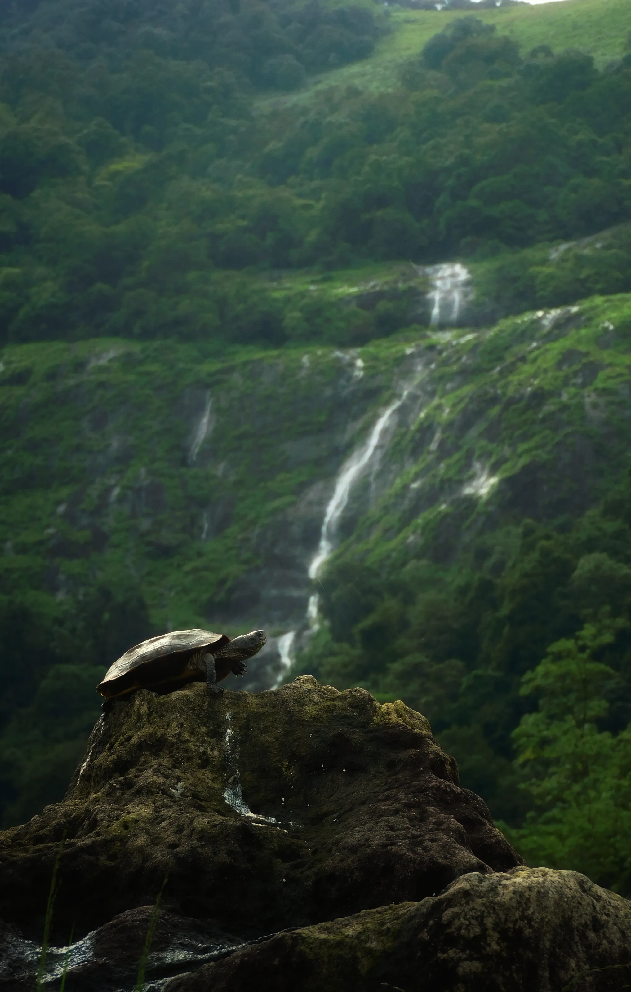 Grnand master oogway