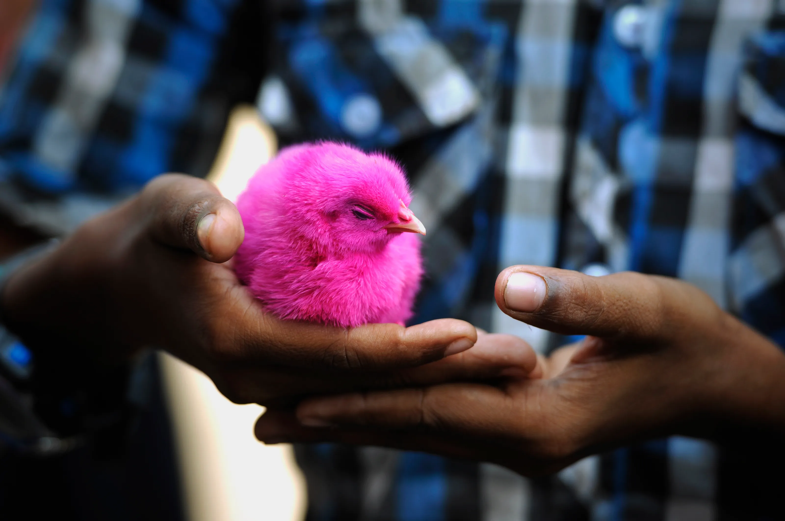 Pink Chicken in India