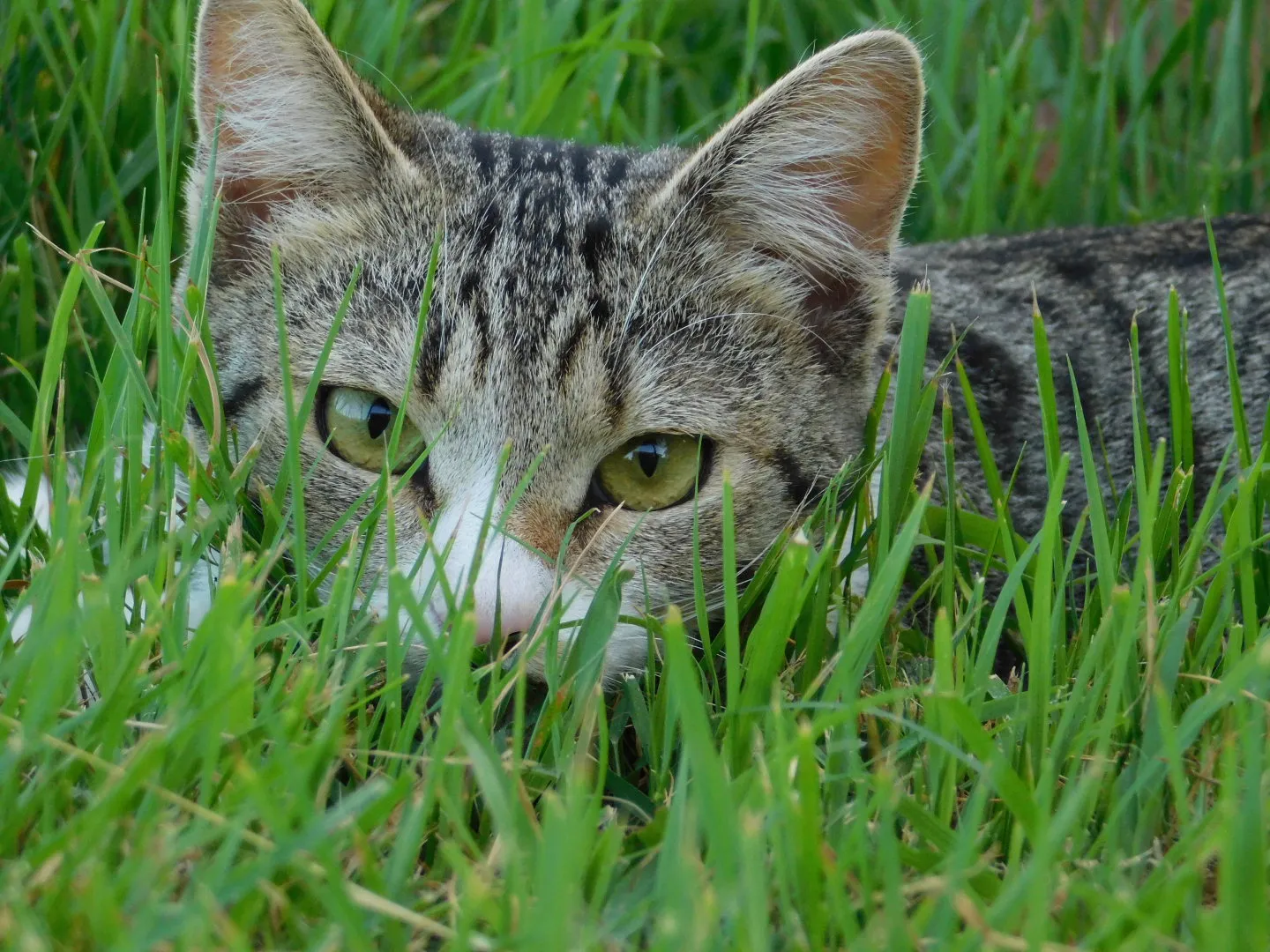 Romeo
