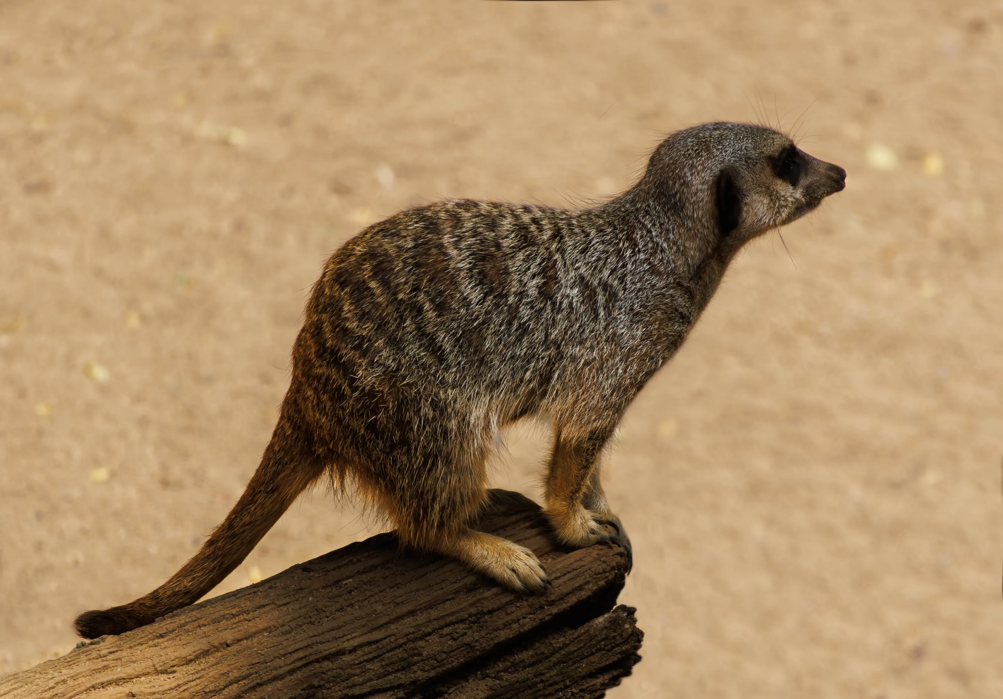 Meerkat