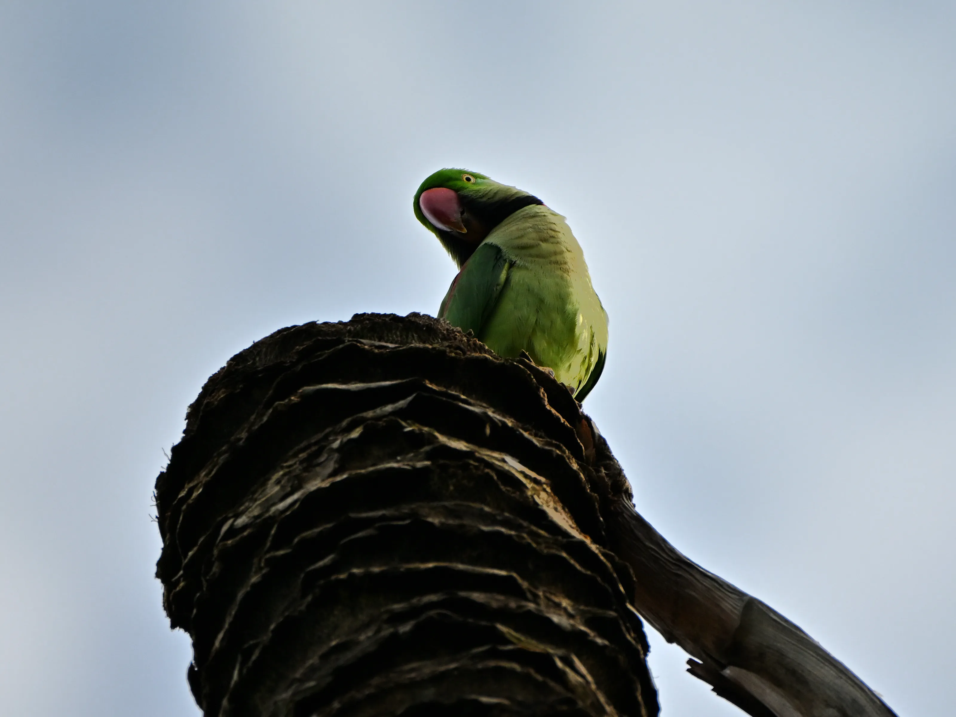 Curiosity