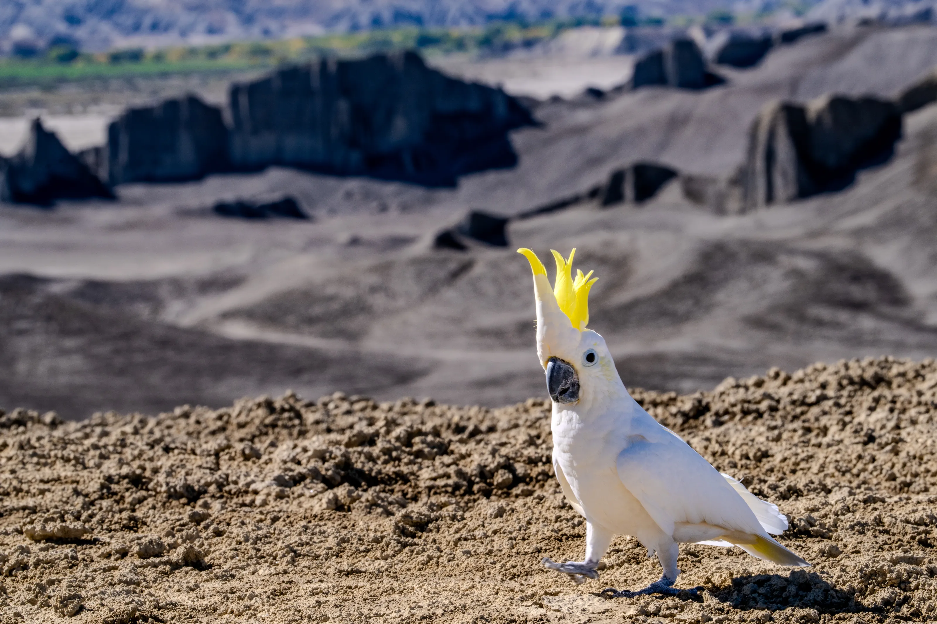 Rocket Strutting