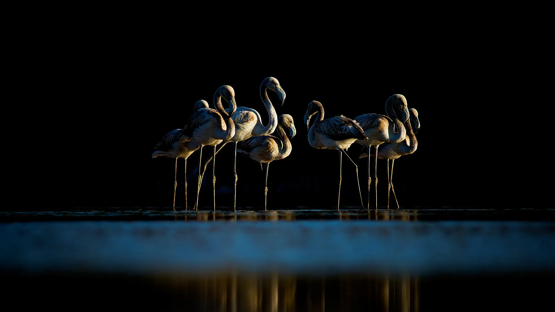 flamingo