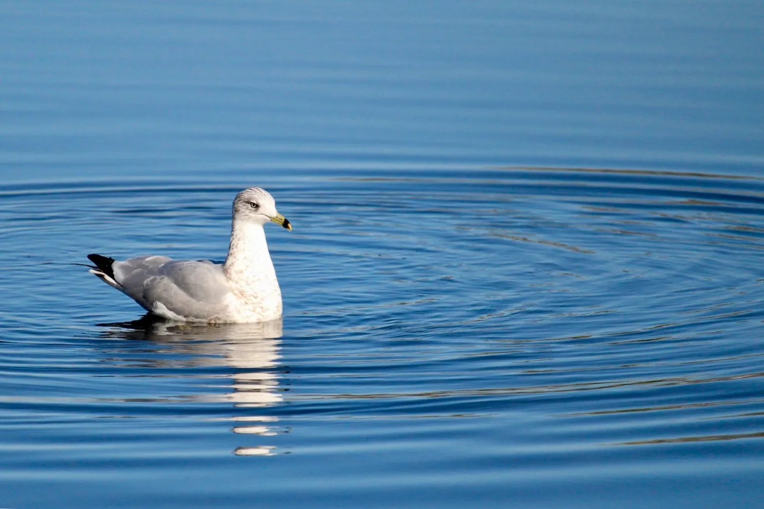 Ring-billed gull on a lake