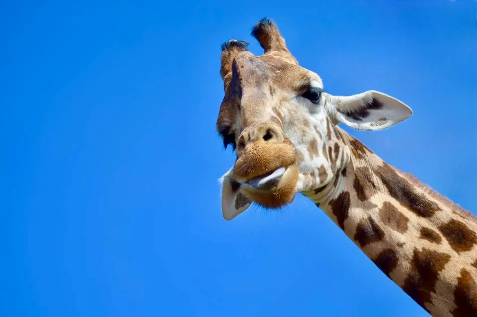 Animals with Funny Expressions (not birds/insects)