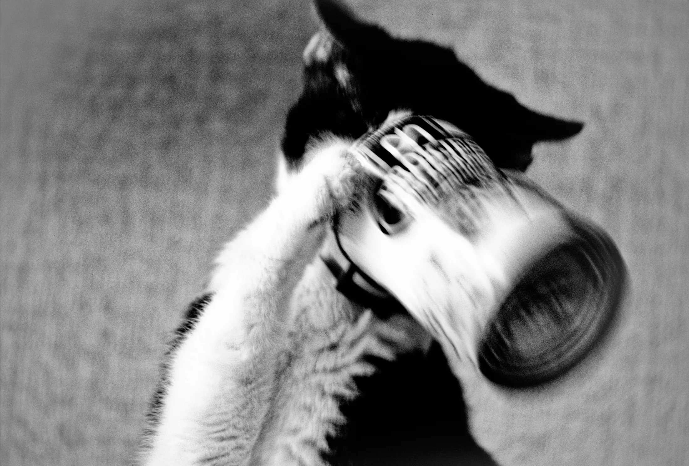 • Cat successfully frees itself from a tin of cat food — b&w •