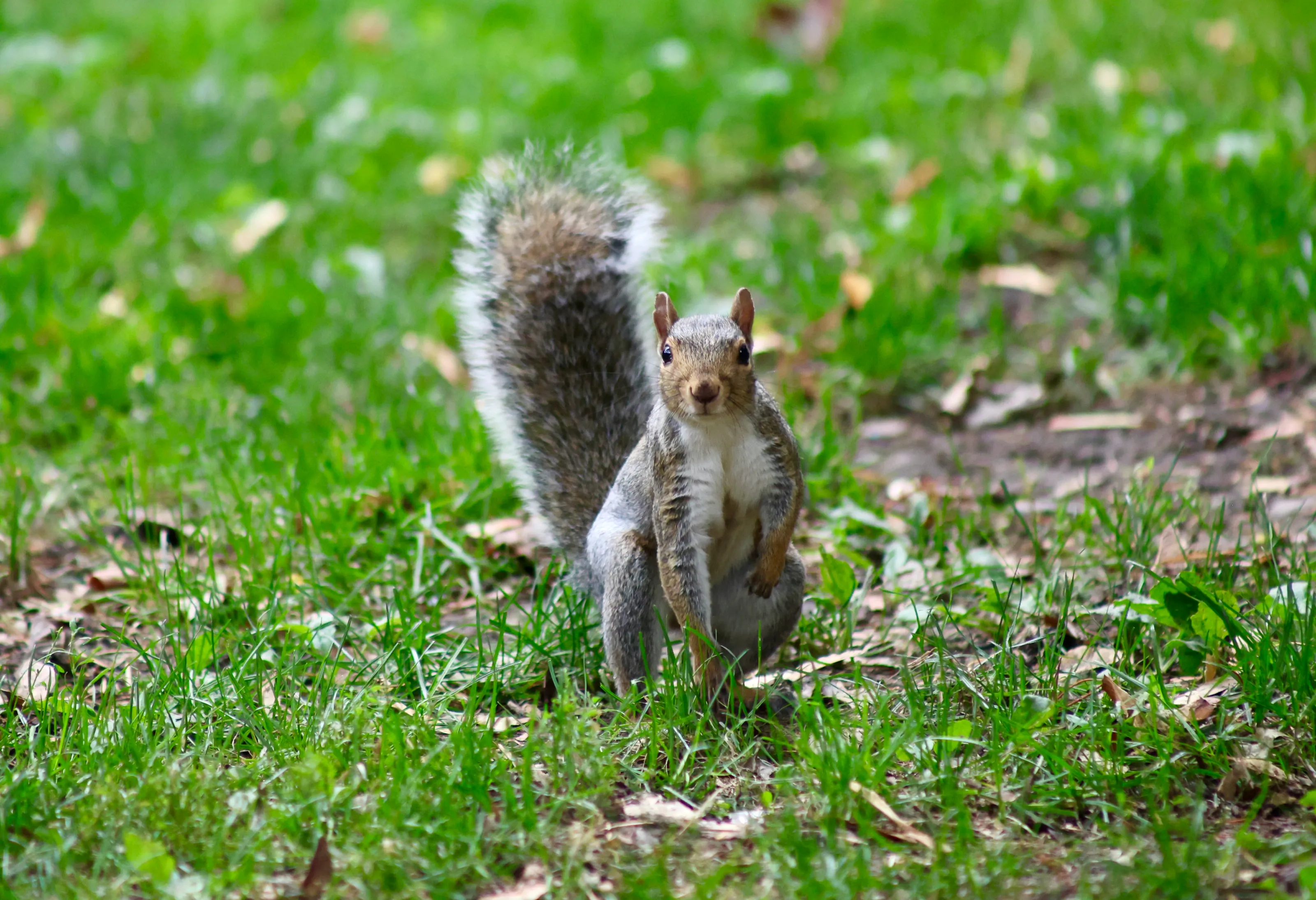 Acorn Hunting