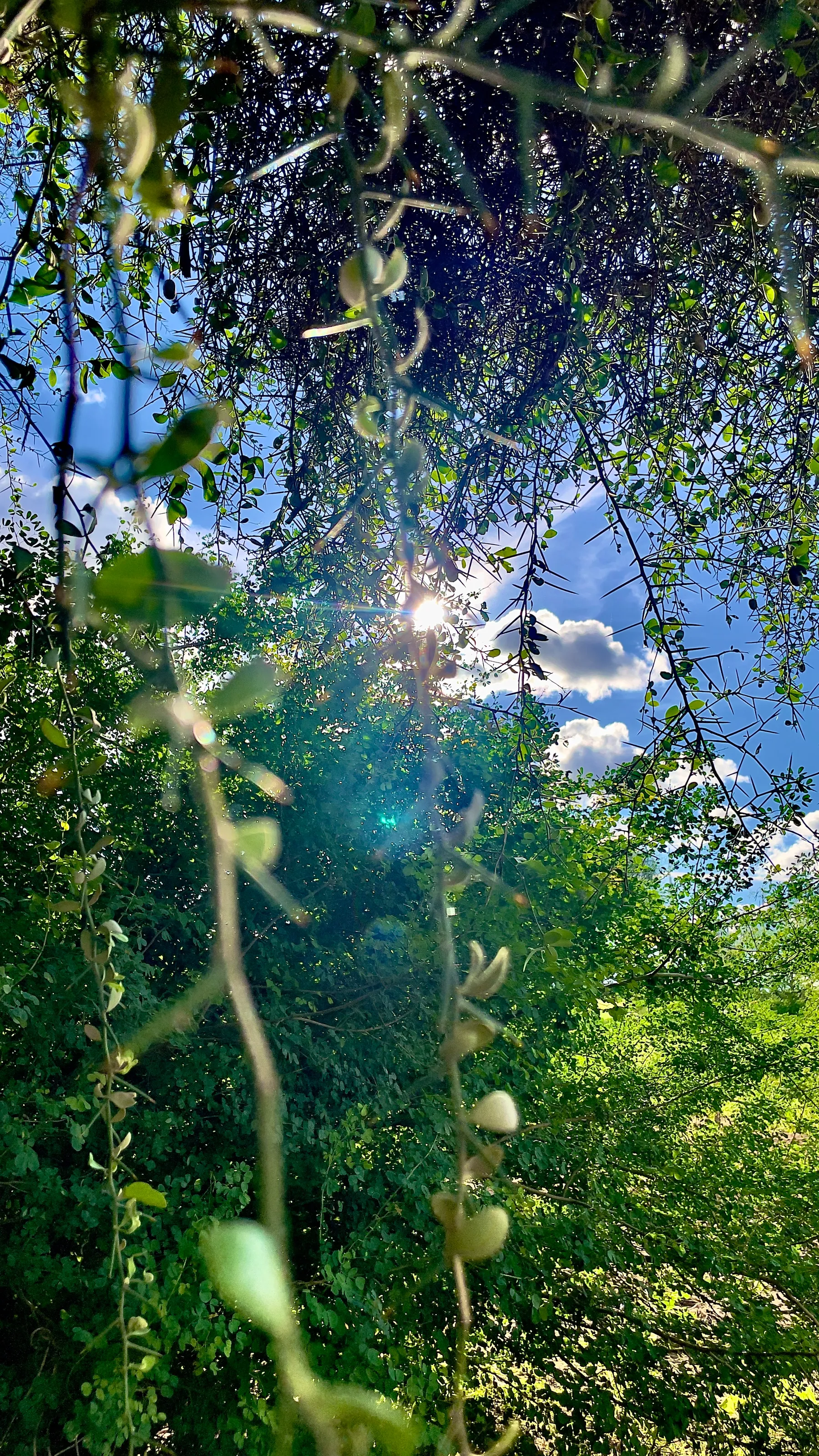 Wild Radiance