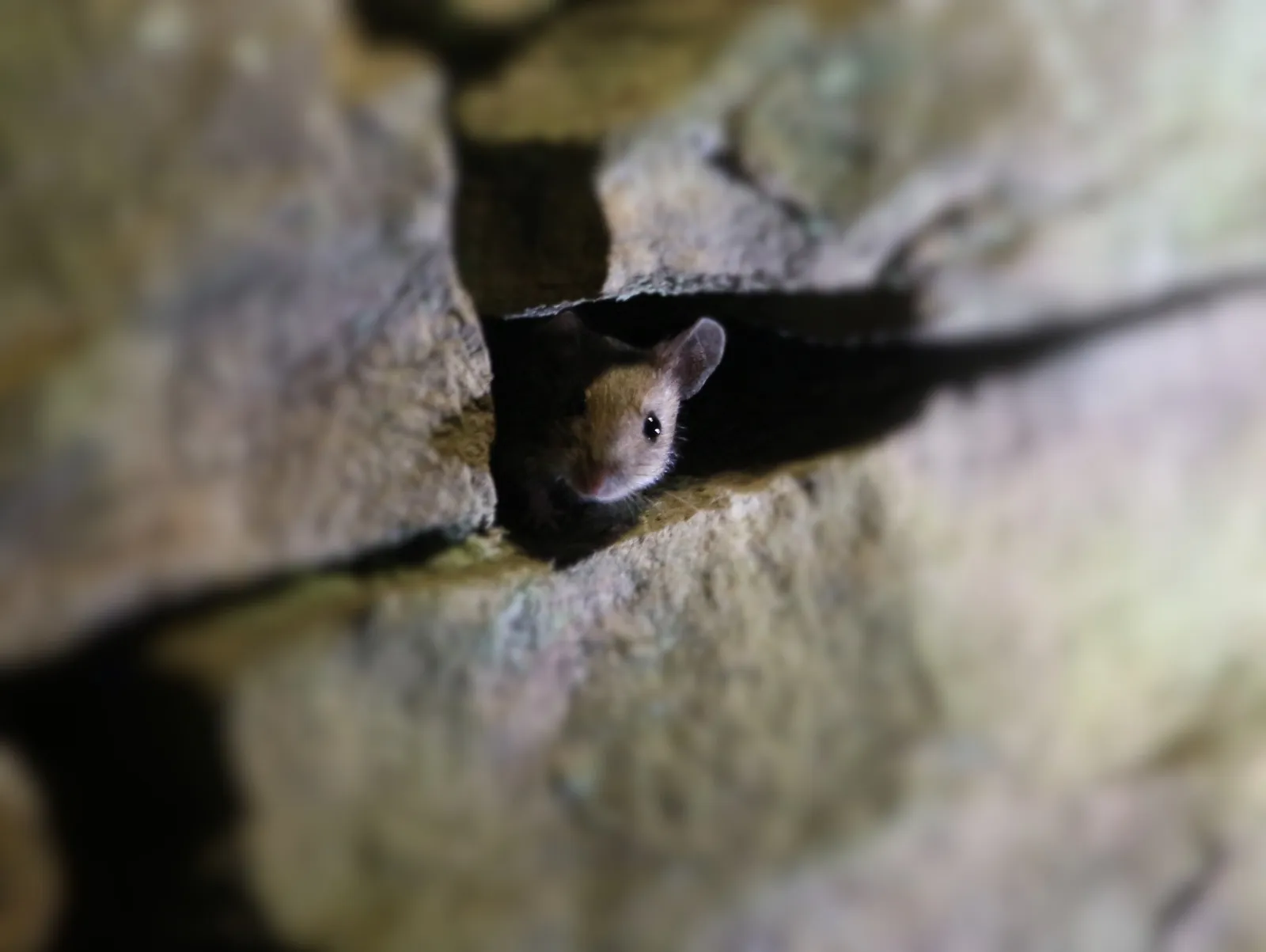 Wood Mouse