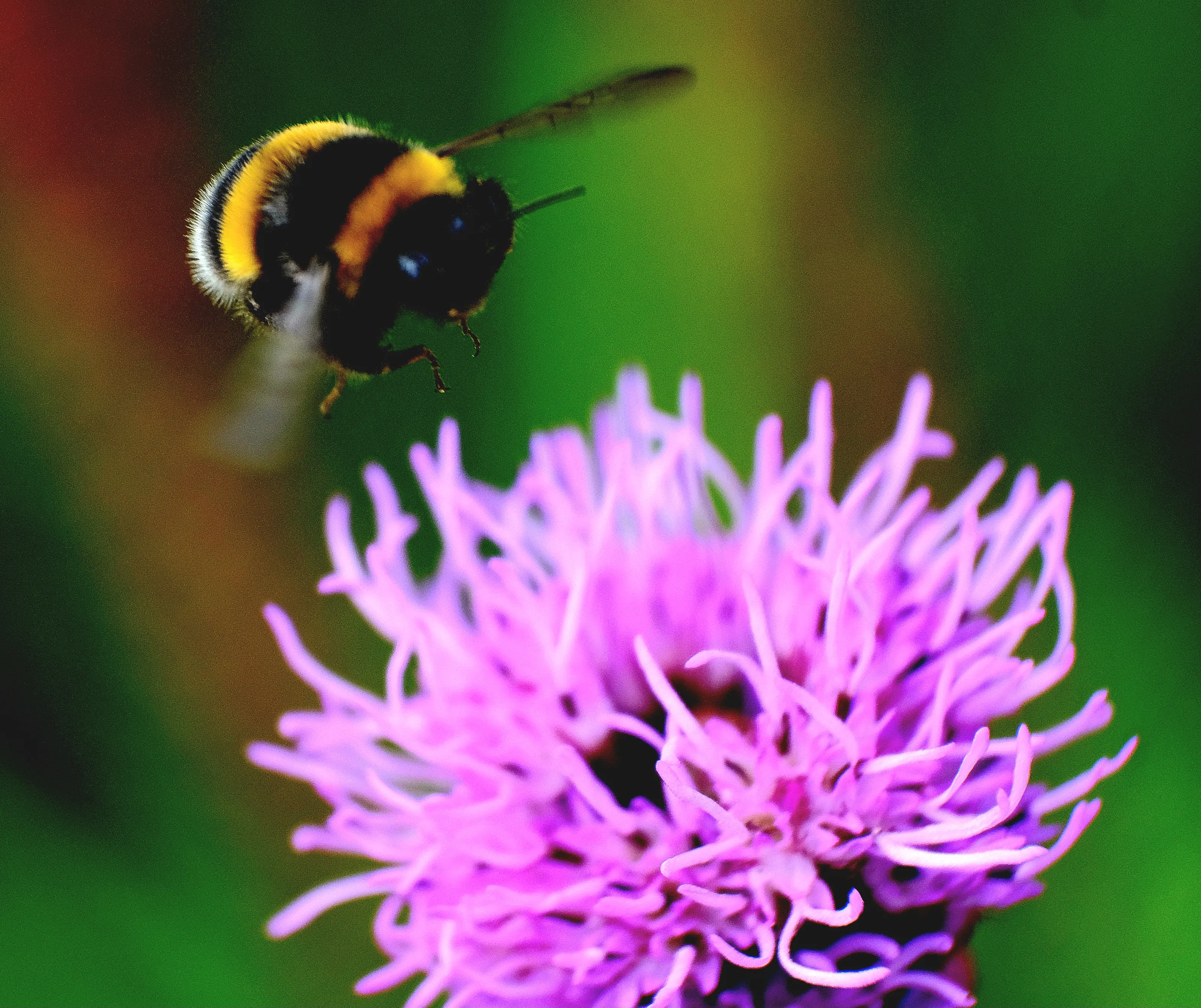 Bee