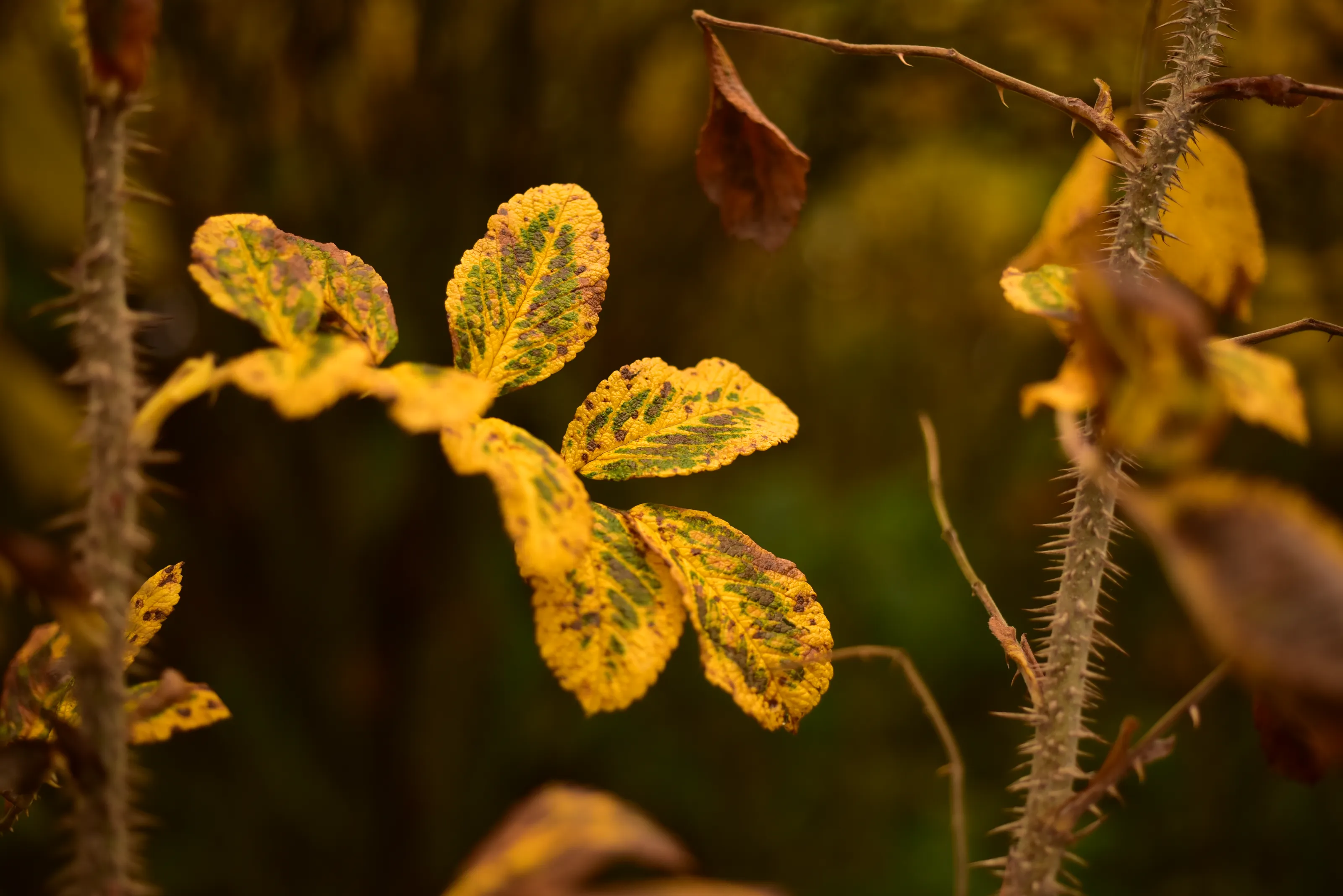 Autumn