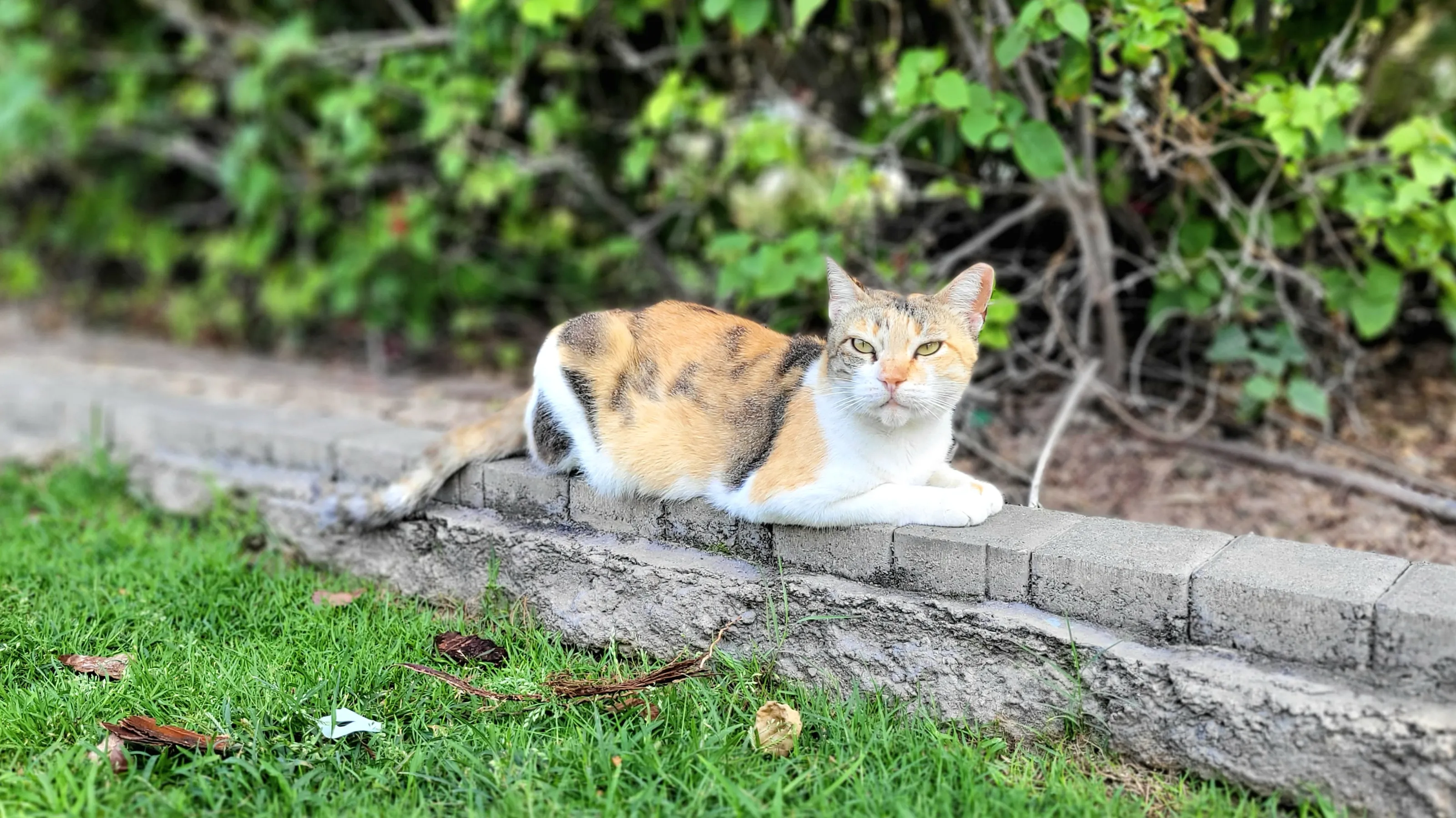 The Unimpressed Resident