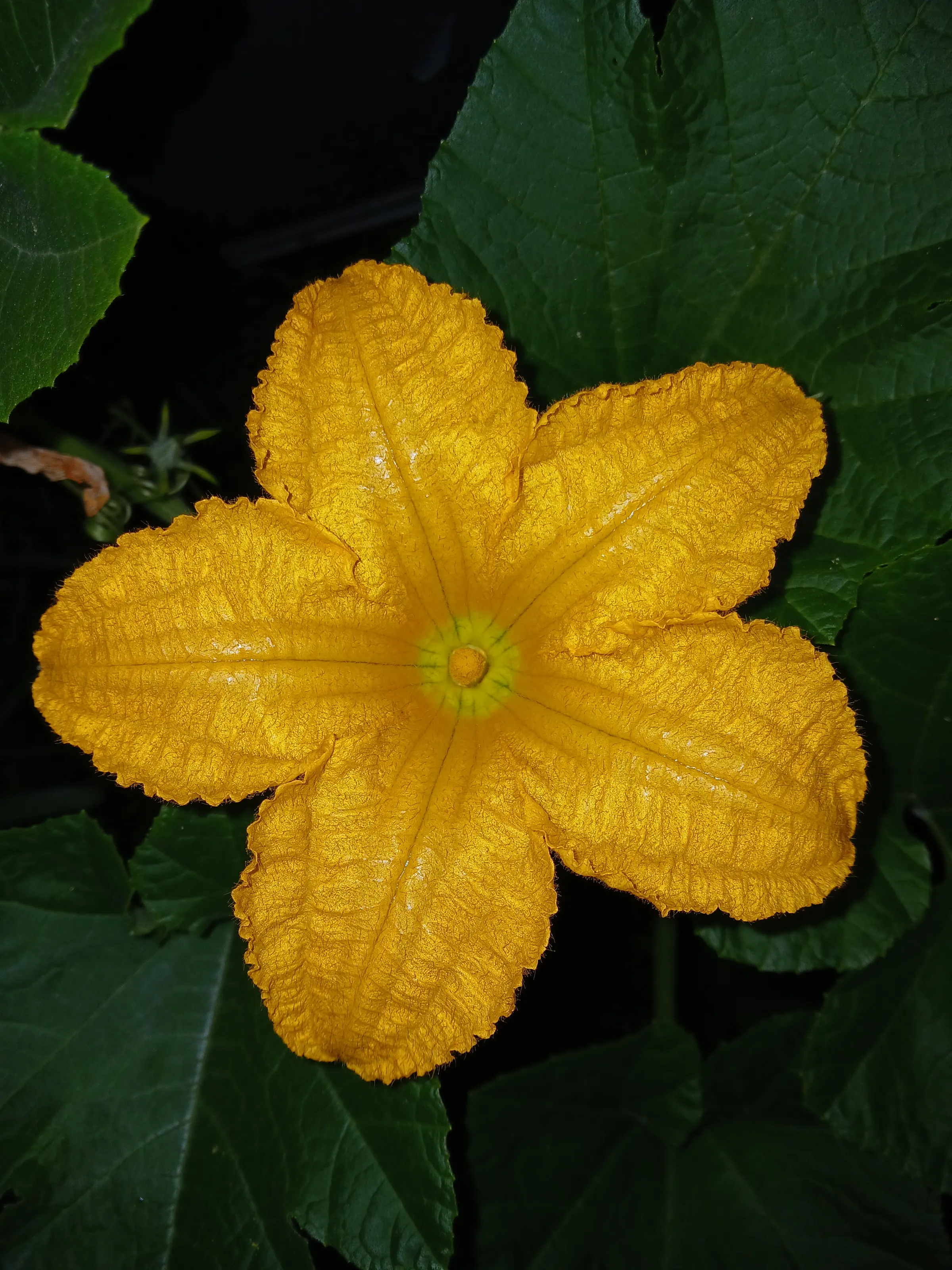 Pumpkin flower