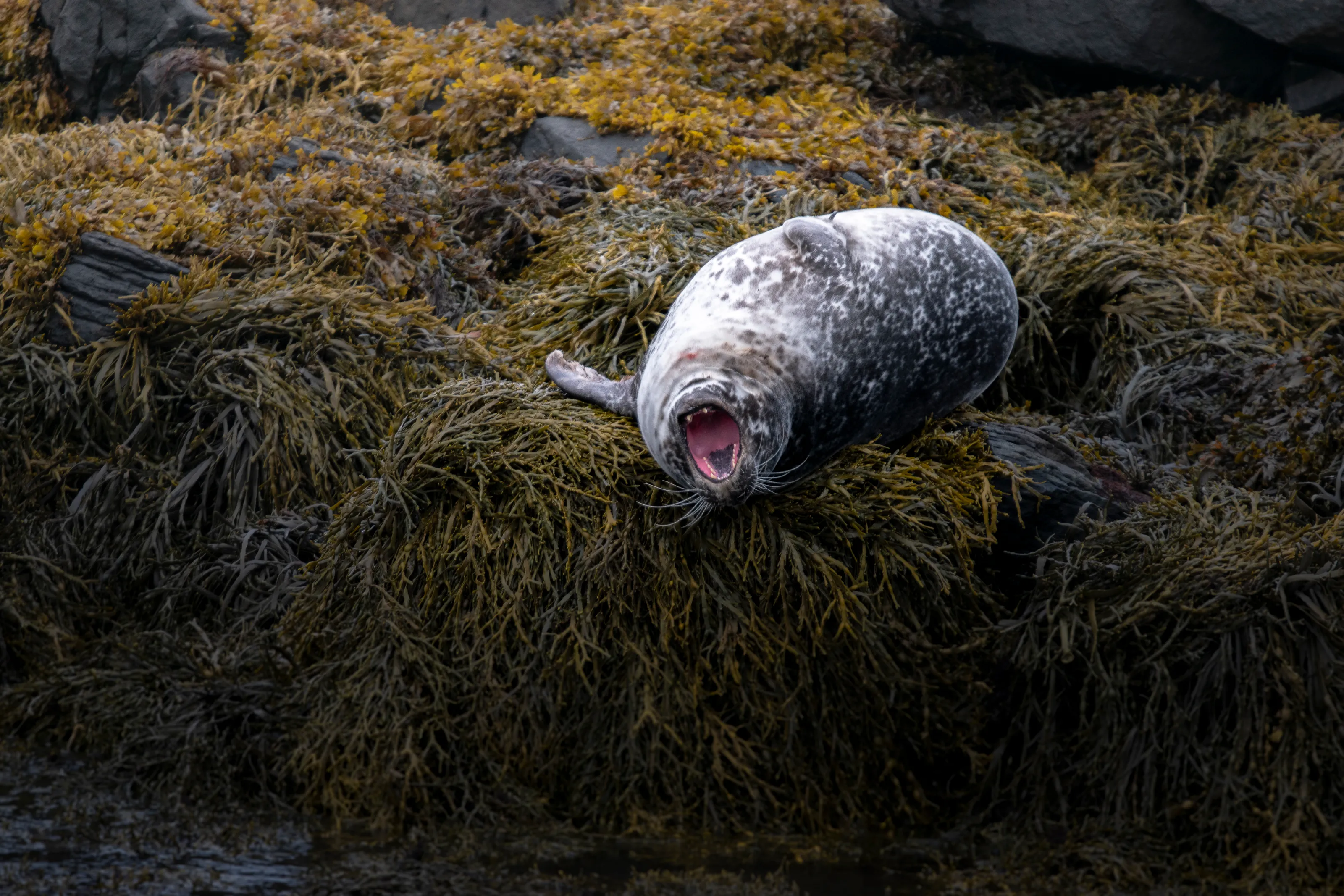 Seal on seaweed