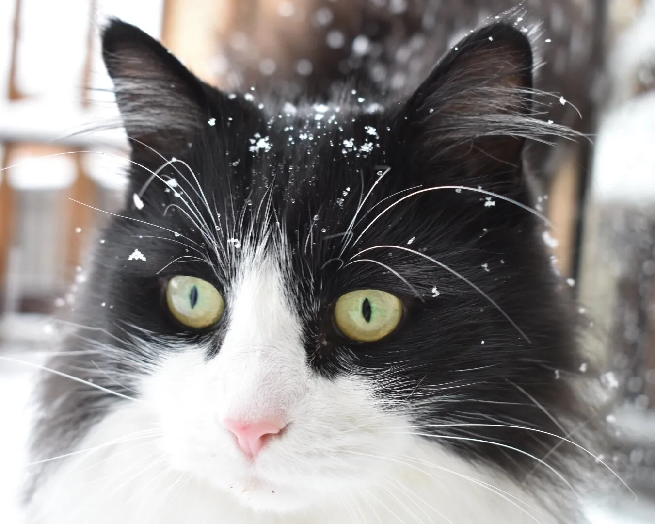 Discovering snow