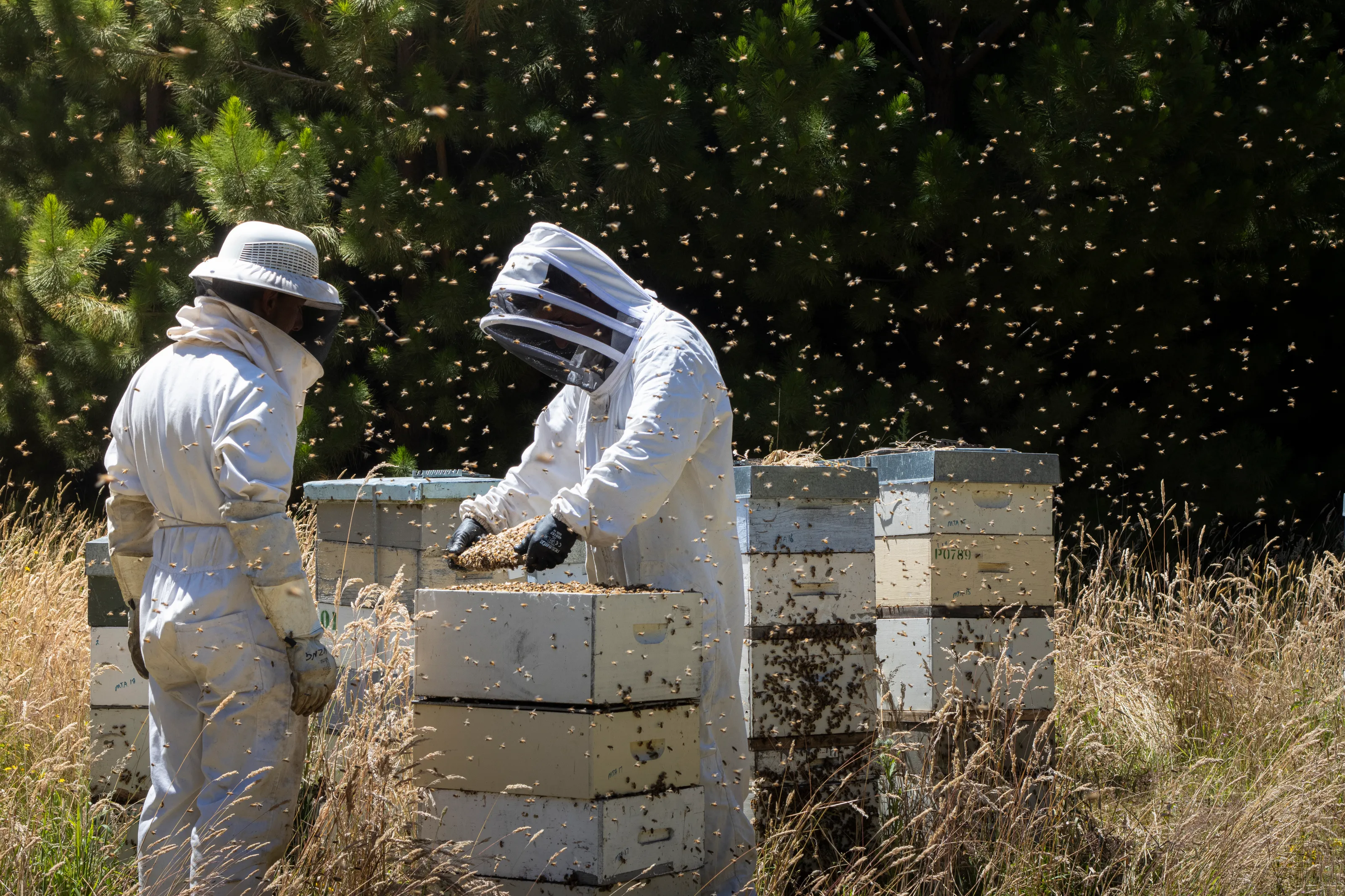 Beekeeping in the Wilds of New Zealand