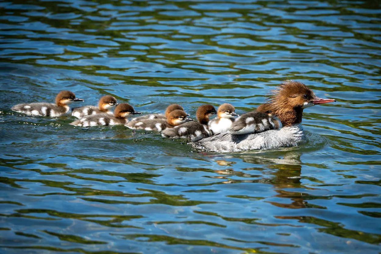 Entry 26199731